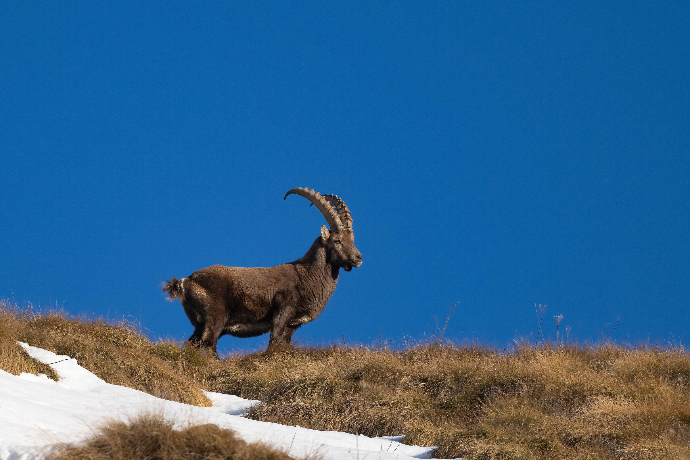 Ibex - Gran Paradiso National Park