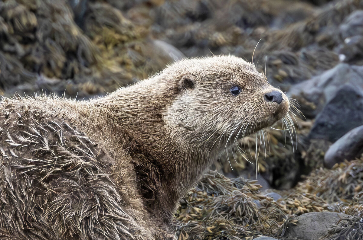 European otter