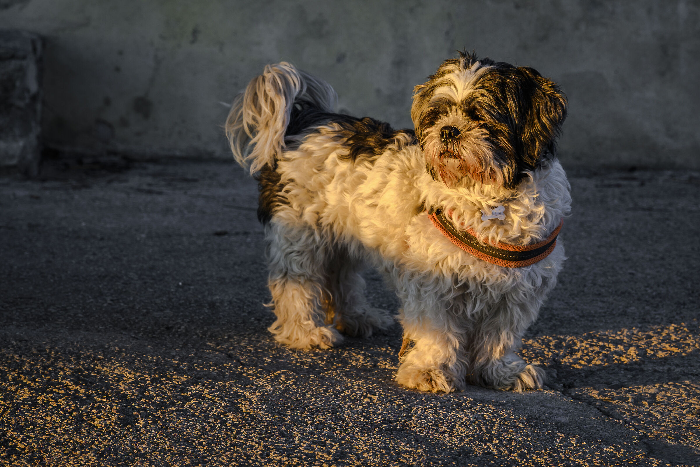 Maia fascinated by the sunset
