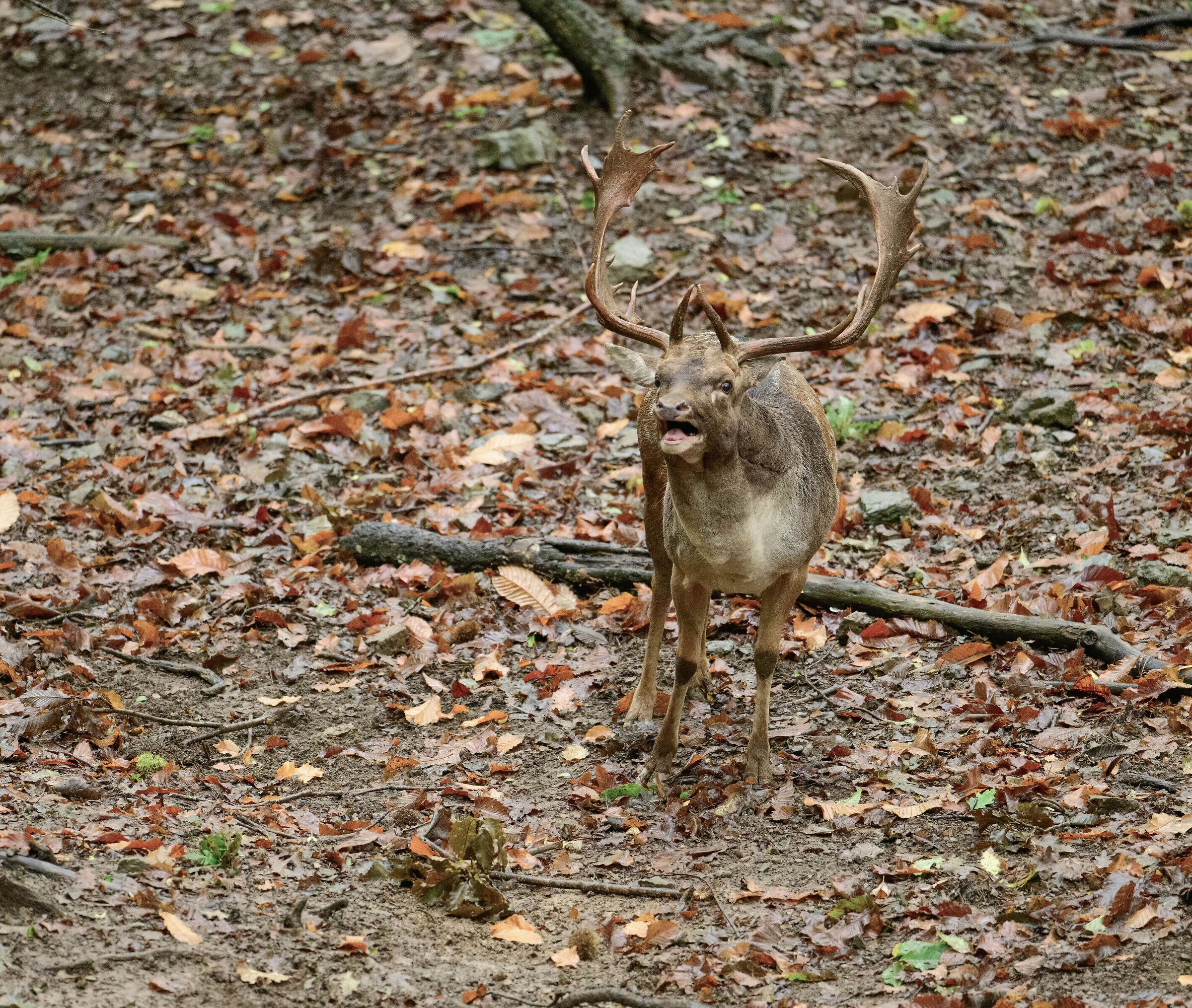 roar fallow deer male long-alung