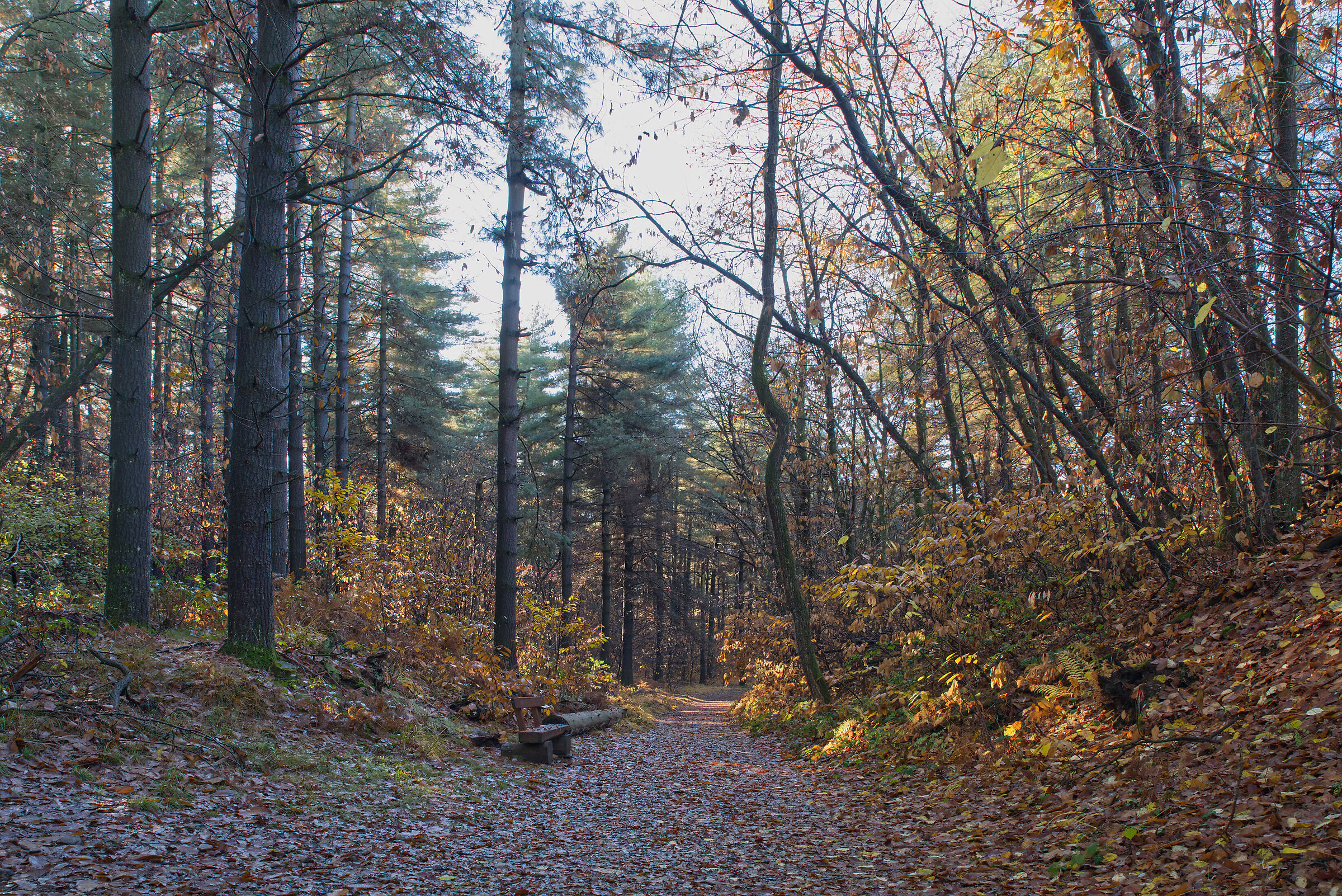 The Undergrowth - December 2022