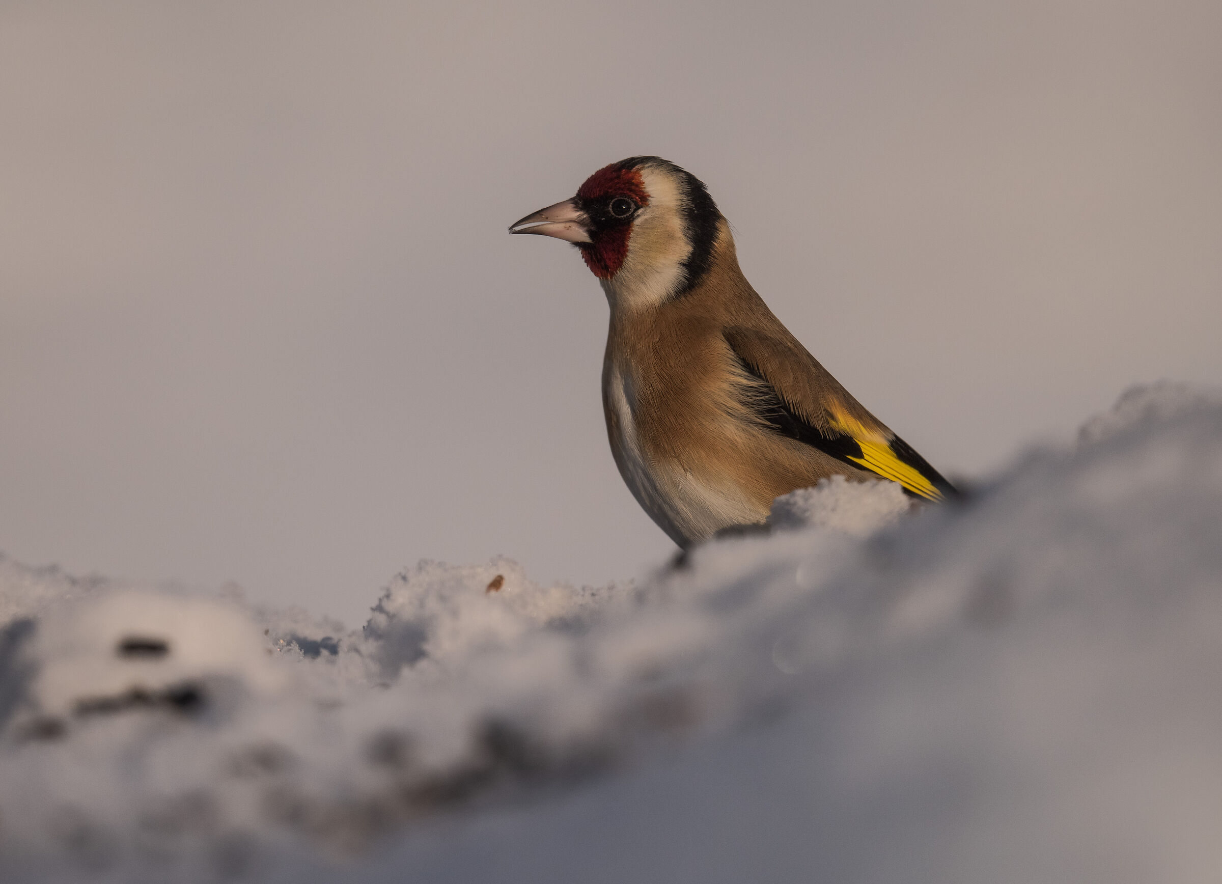 cardellino