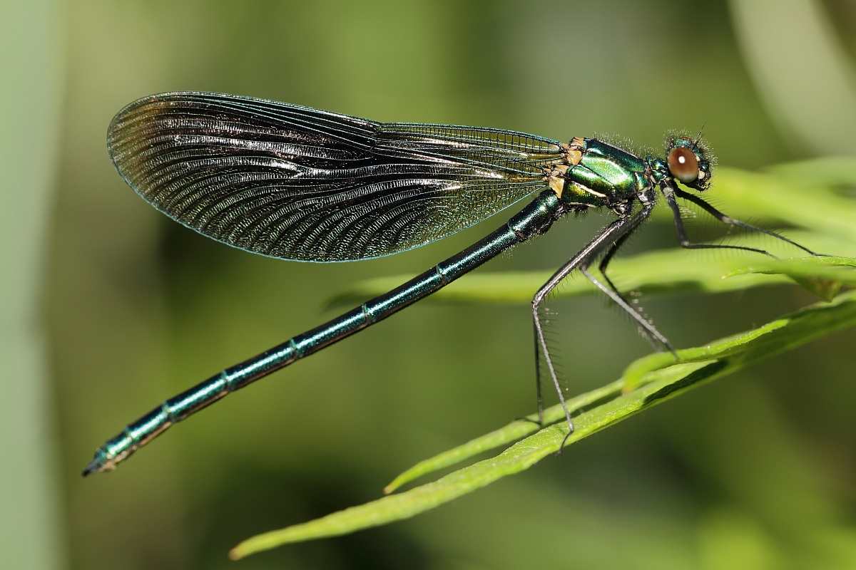 libellula blu