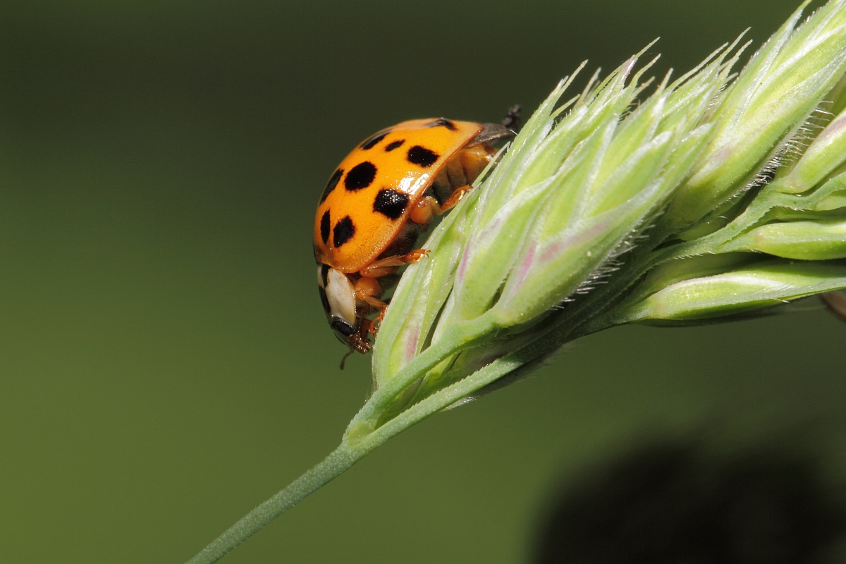 coccinella gialla