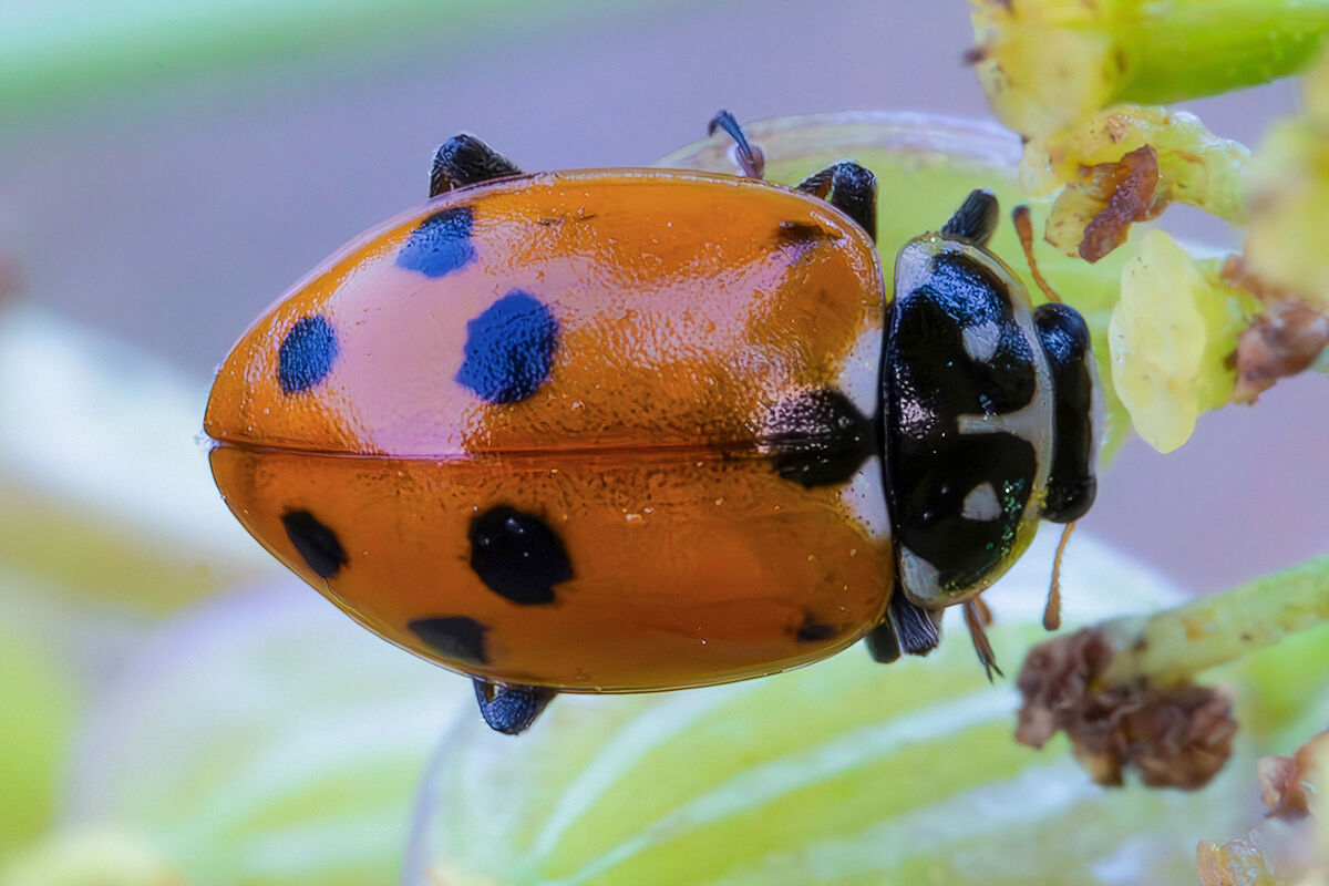 Hippodamia variegata