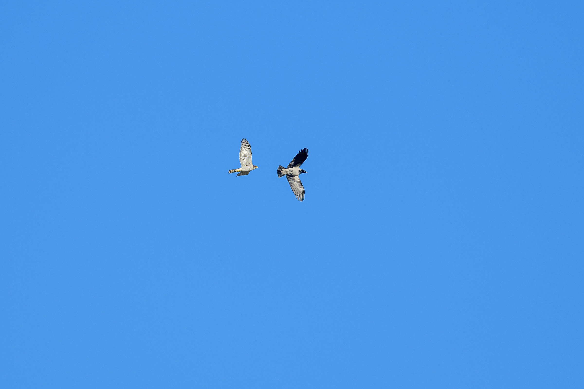 Sparrowhawk