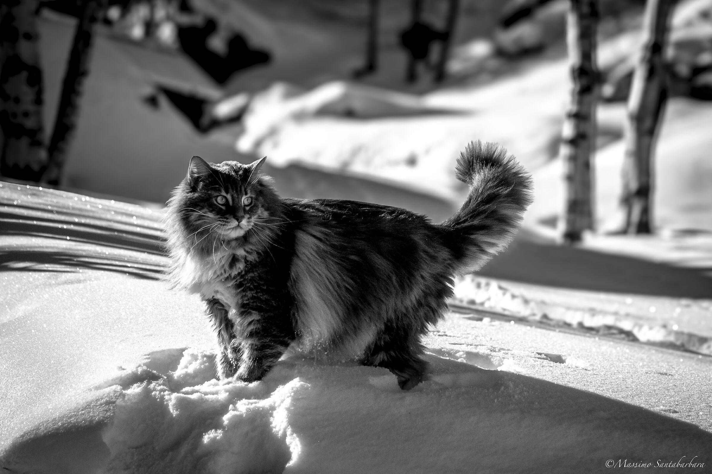 Taco nella neve