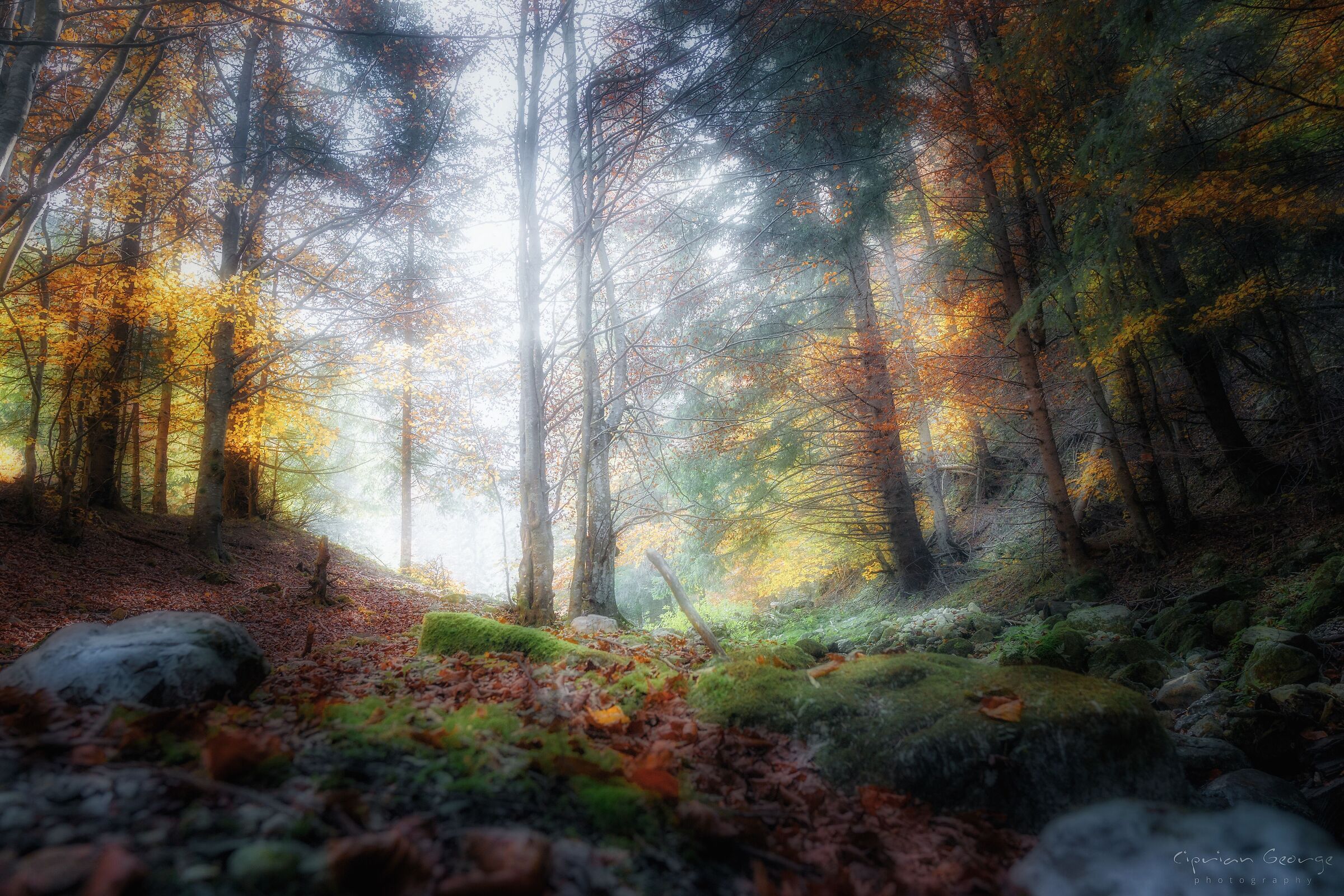 Bosco della Nebbia delle Streghe