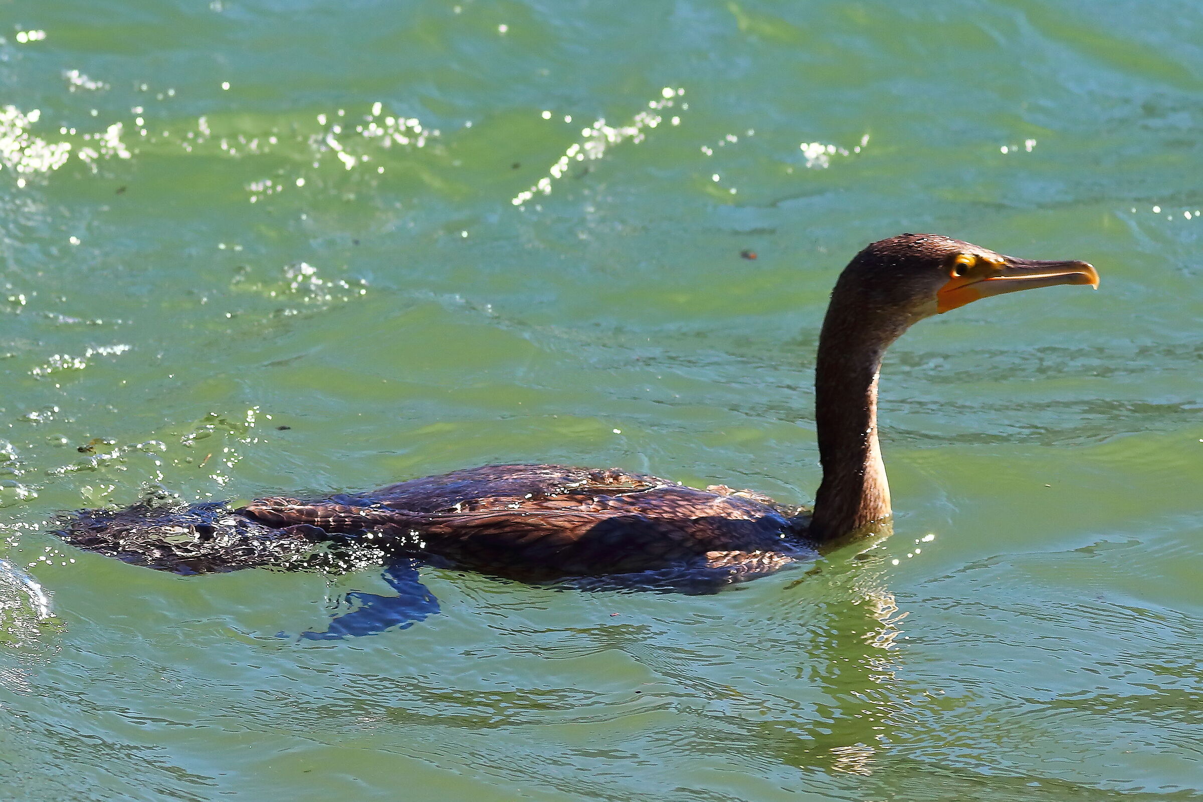 Cormorano 09 settembre 2024 - 0052