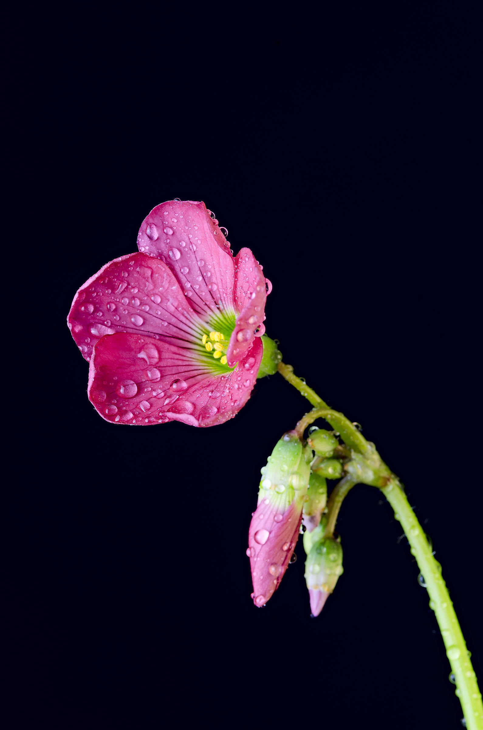 From the Kingdom of Flowers #22