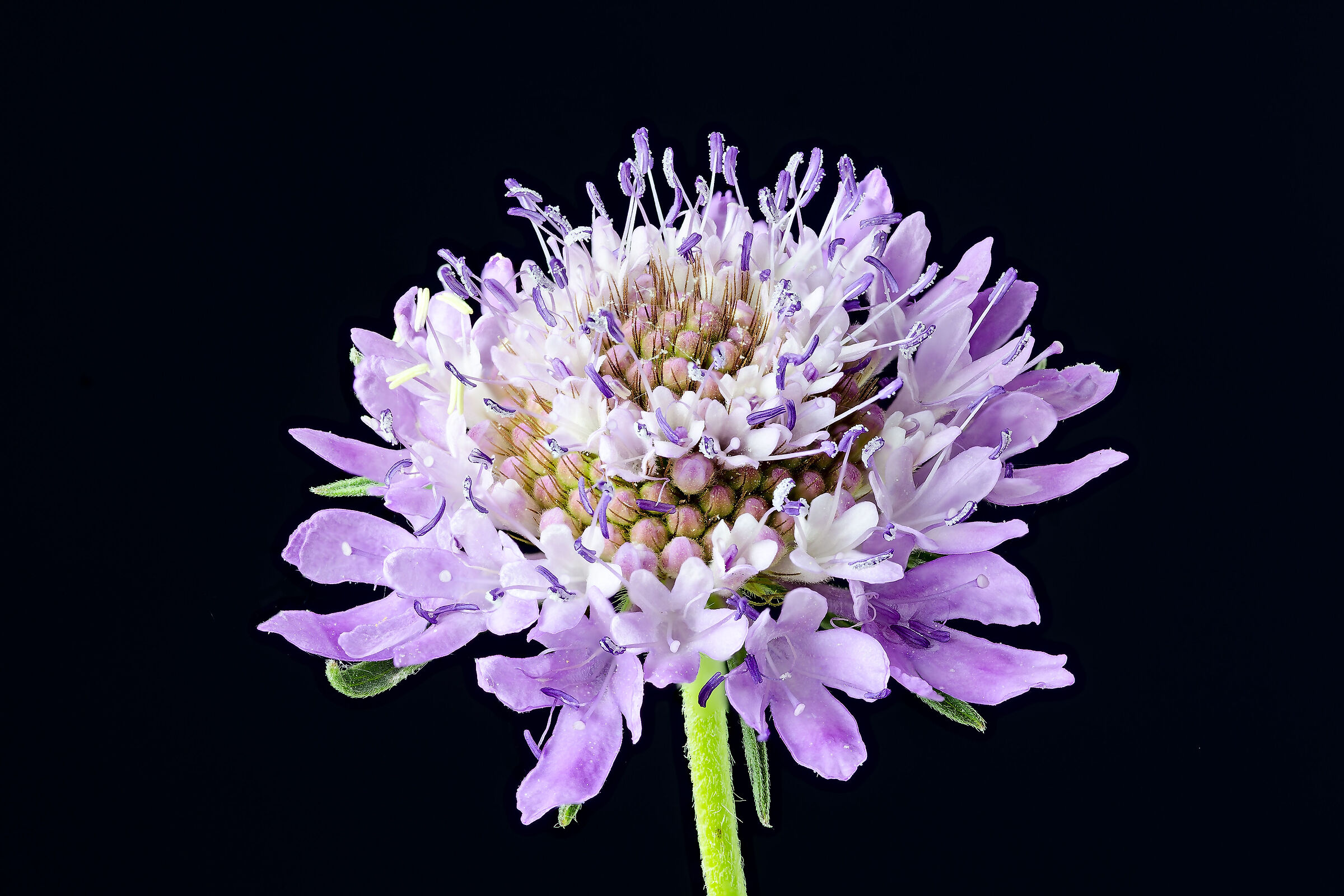 From the Kingdom of Flowers #23