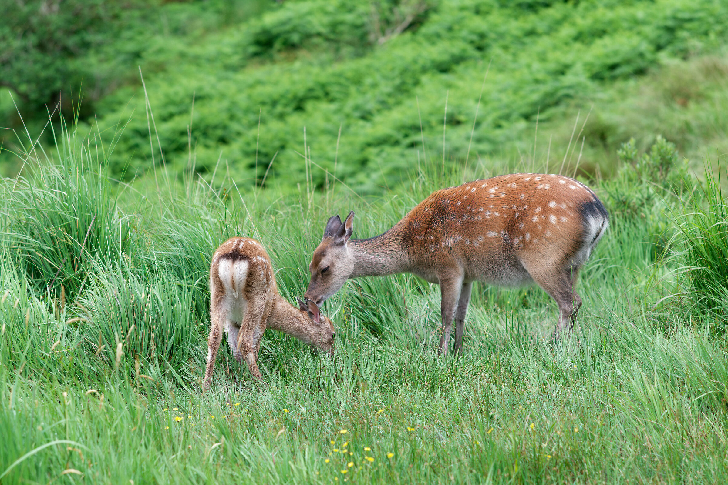 Fallow deer