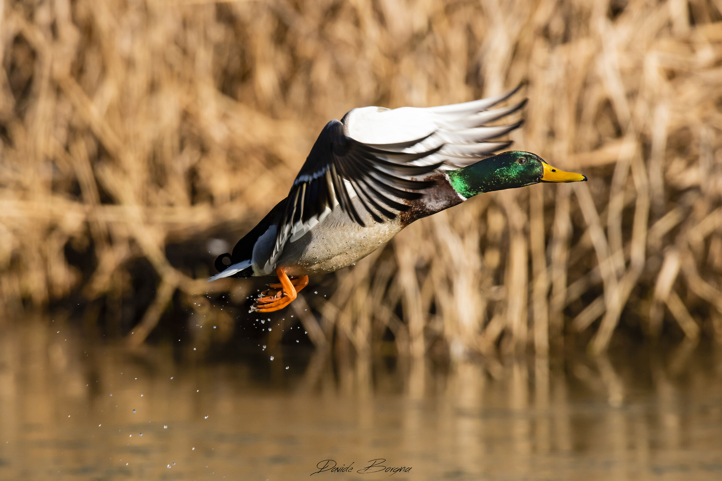 Stacco del Germano reale