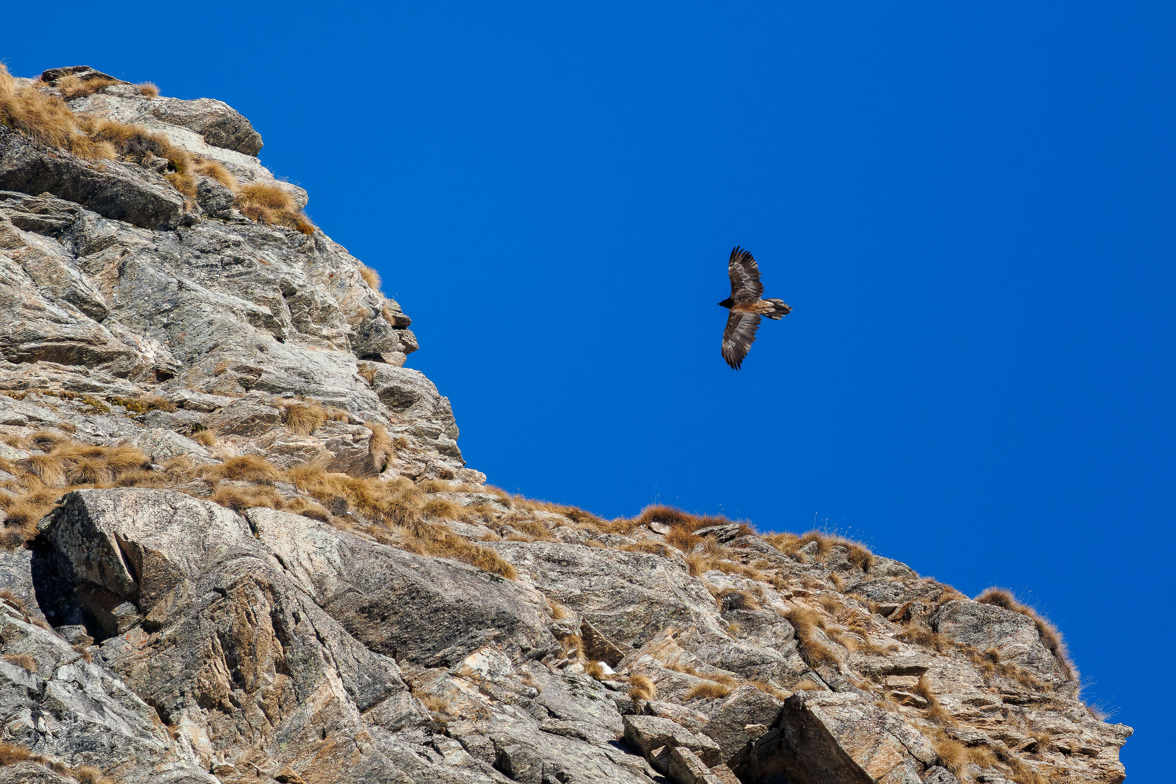 Bearded Vulture