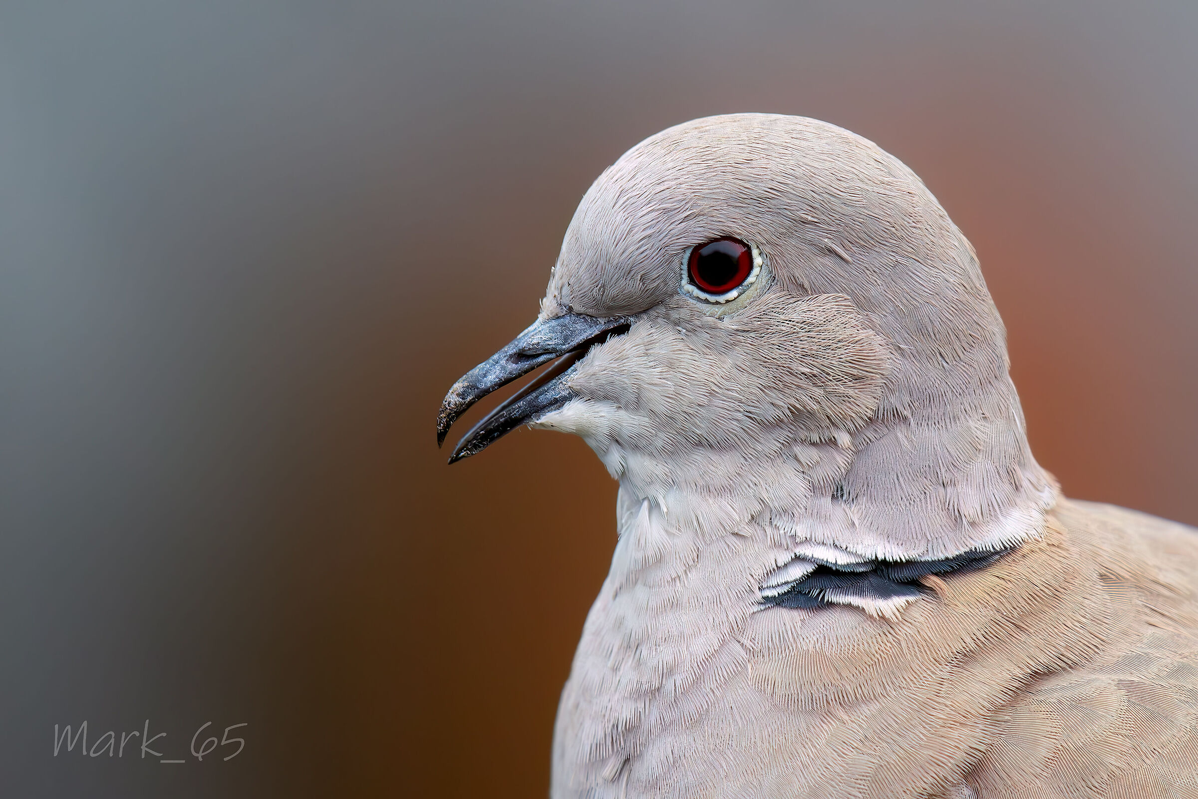 collared dove