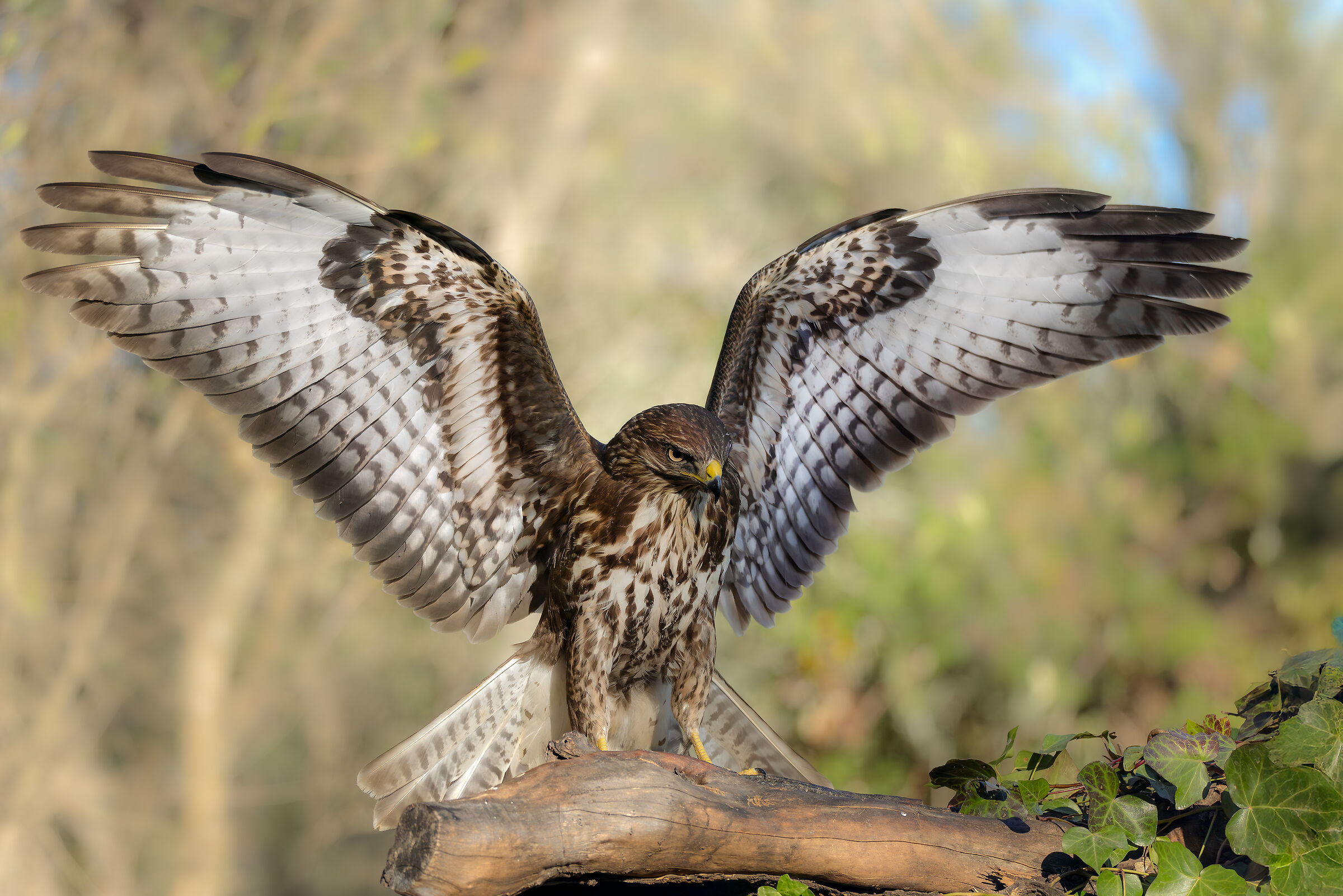 buzzard