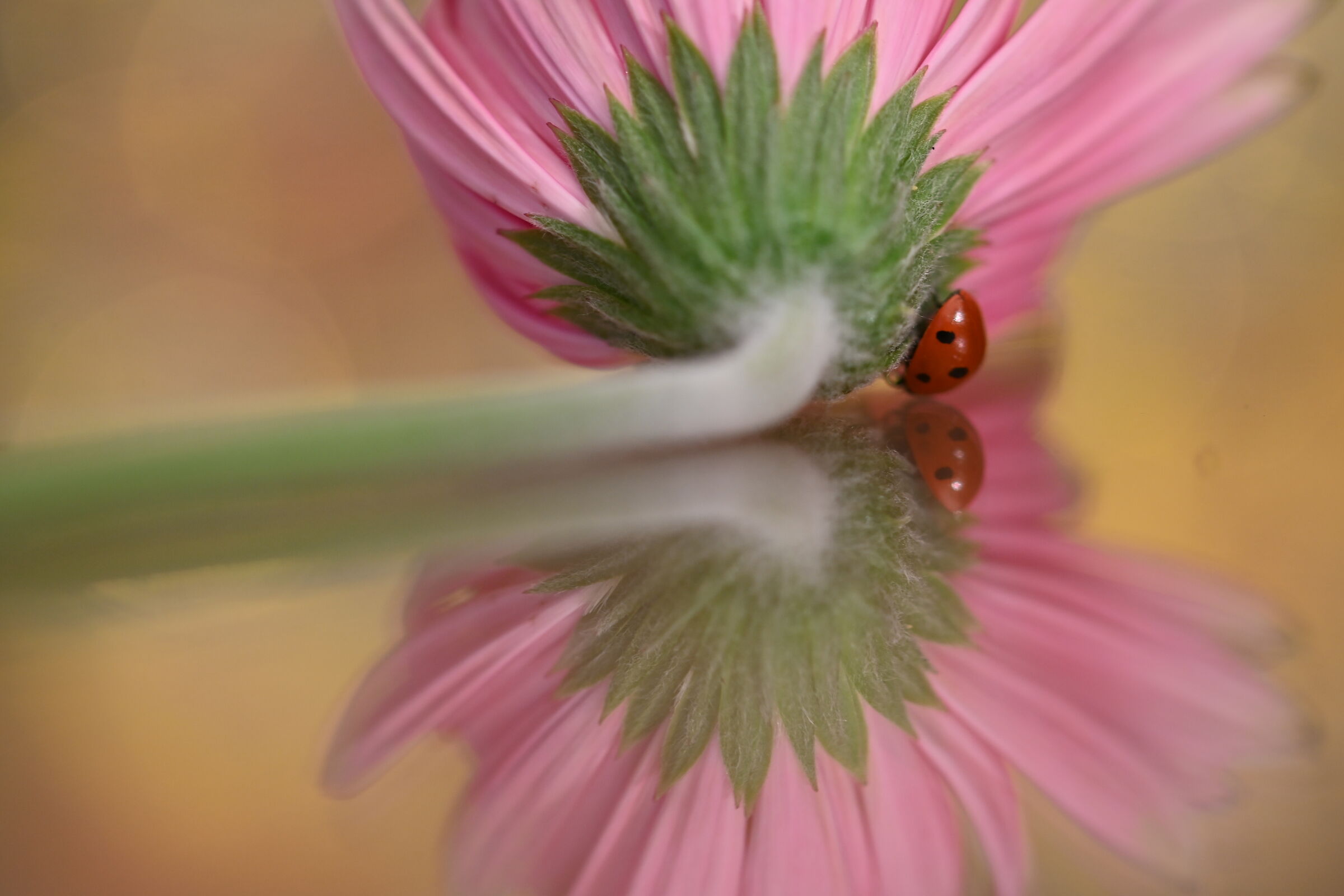 lady bug
