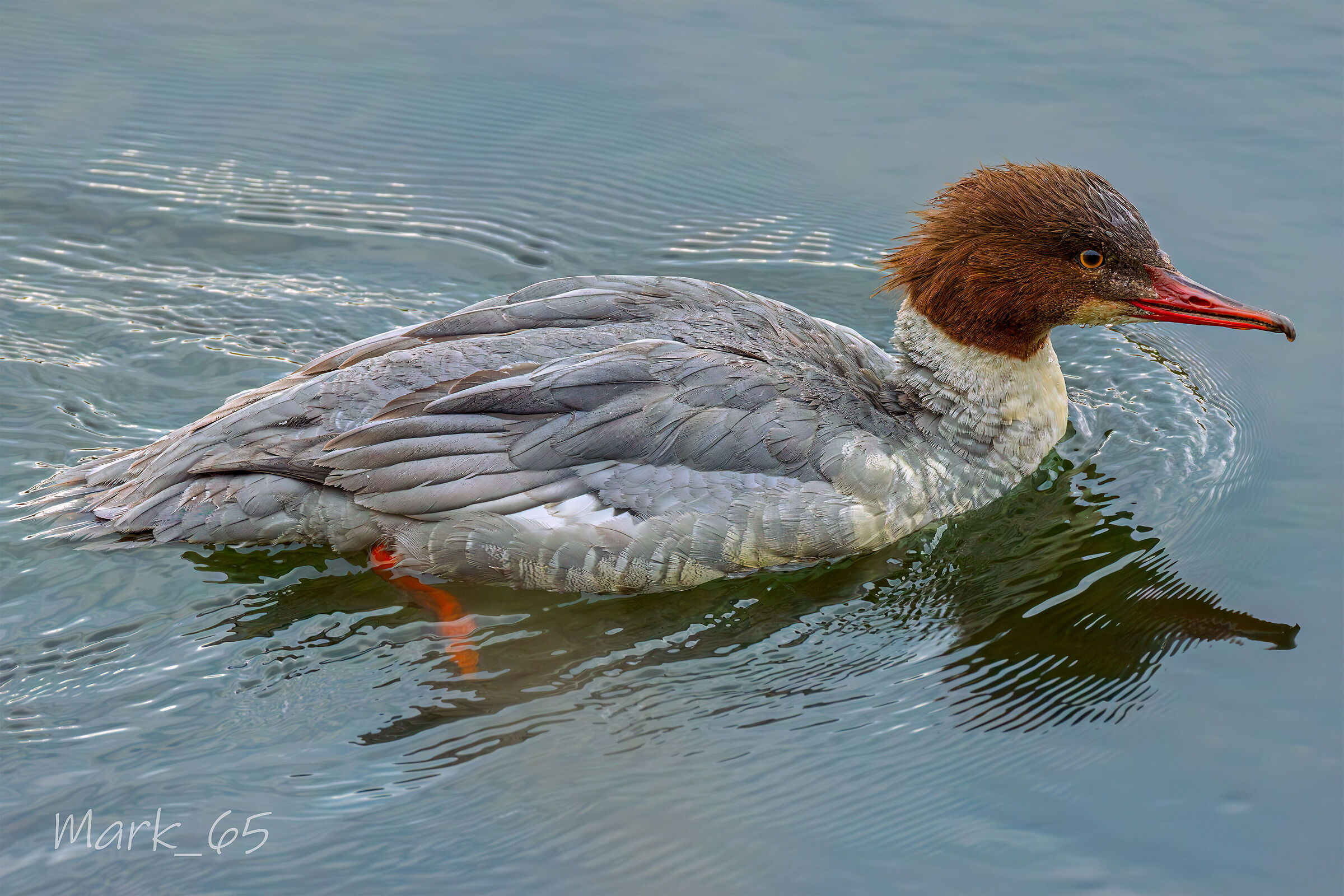 Great Merganser