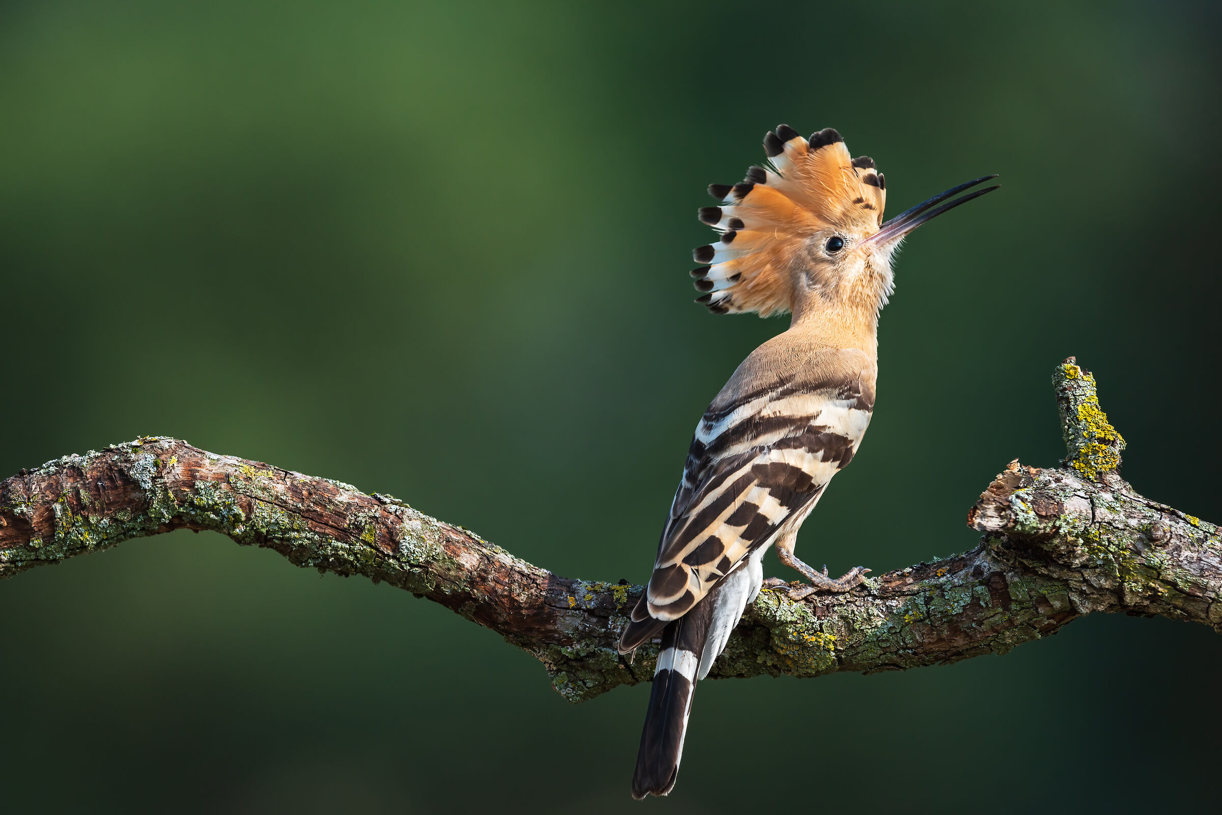 Hoopoe