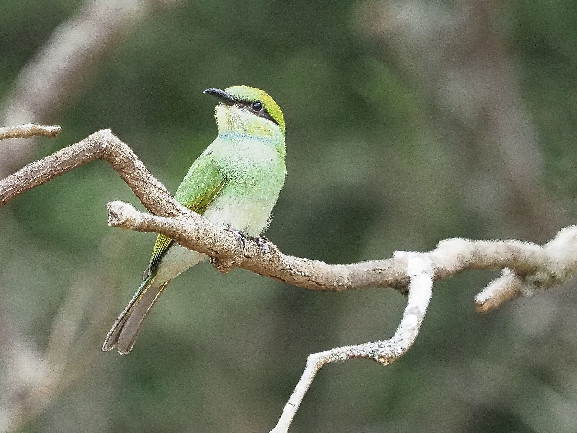 Gruccione verde - primi tentativi avifauna