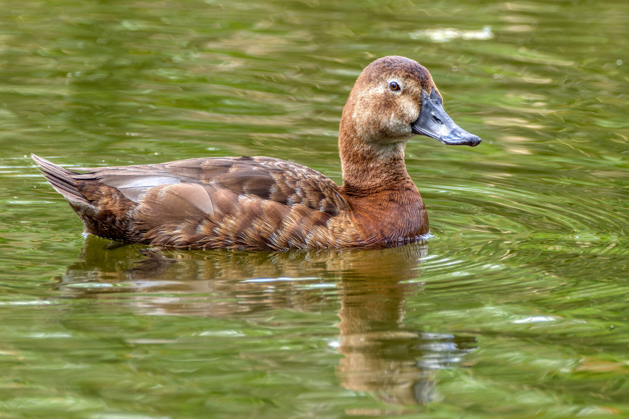 Pochard (f)