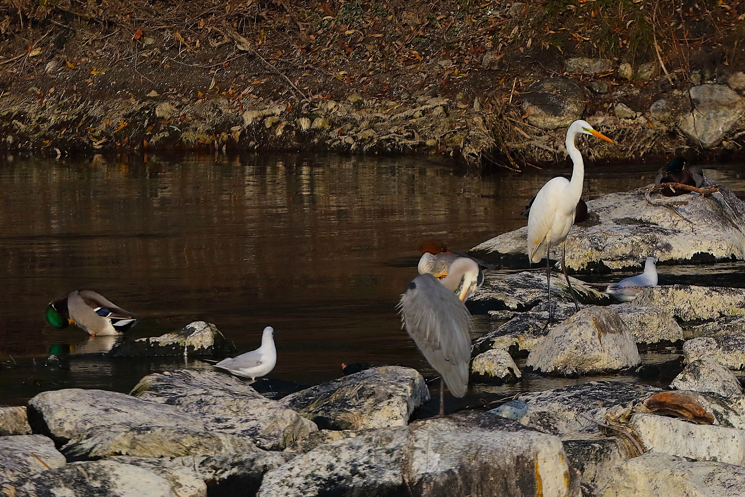 Gruppo 09 novembre 2024 - 0106