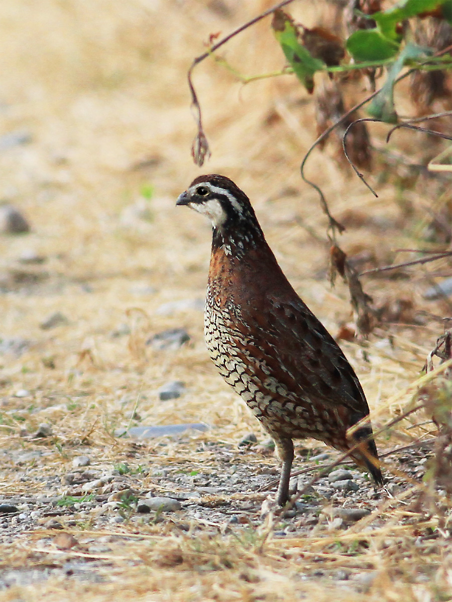 Colino della virginia