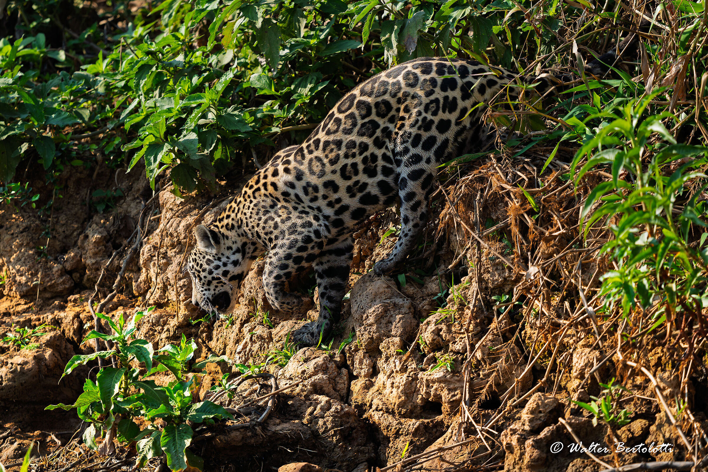 l'attenzione del predatore