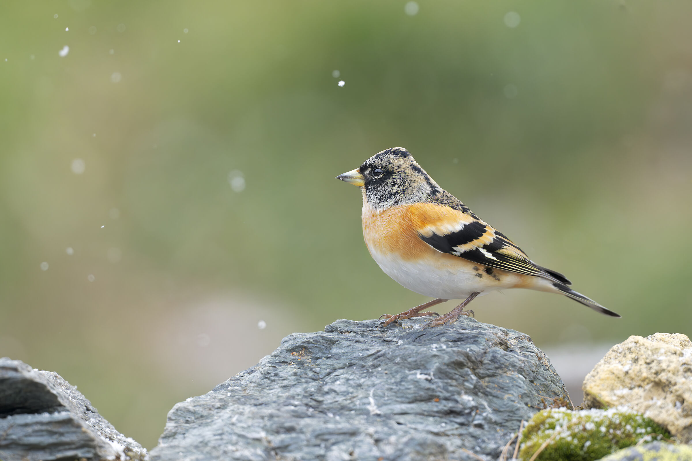 Brambling