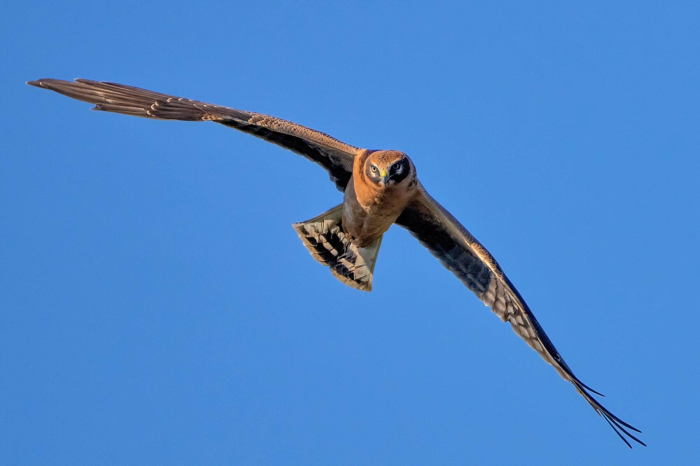 Pallid Harrier (Circus macrourus)