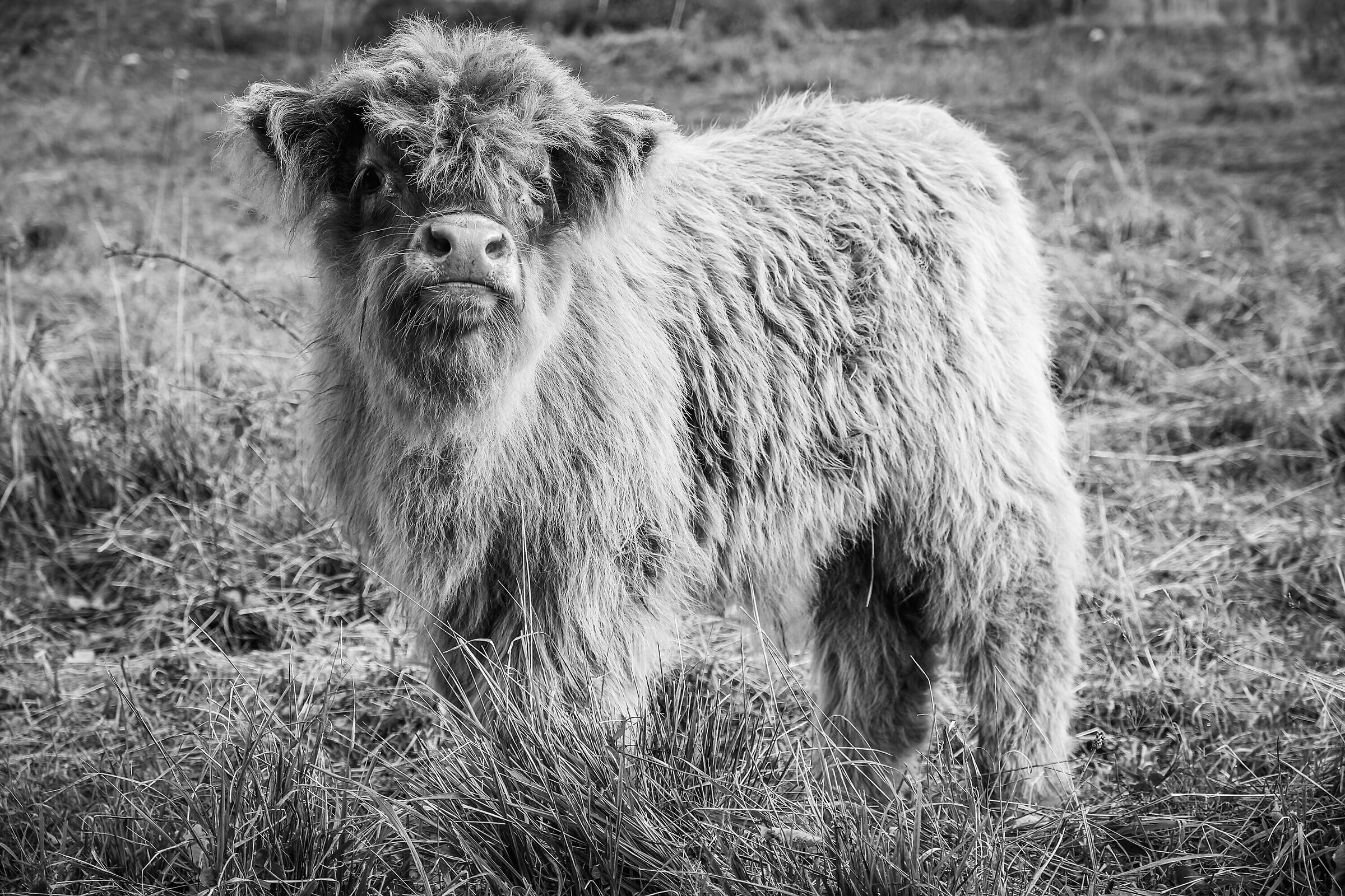 Highland Cow Baby