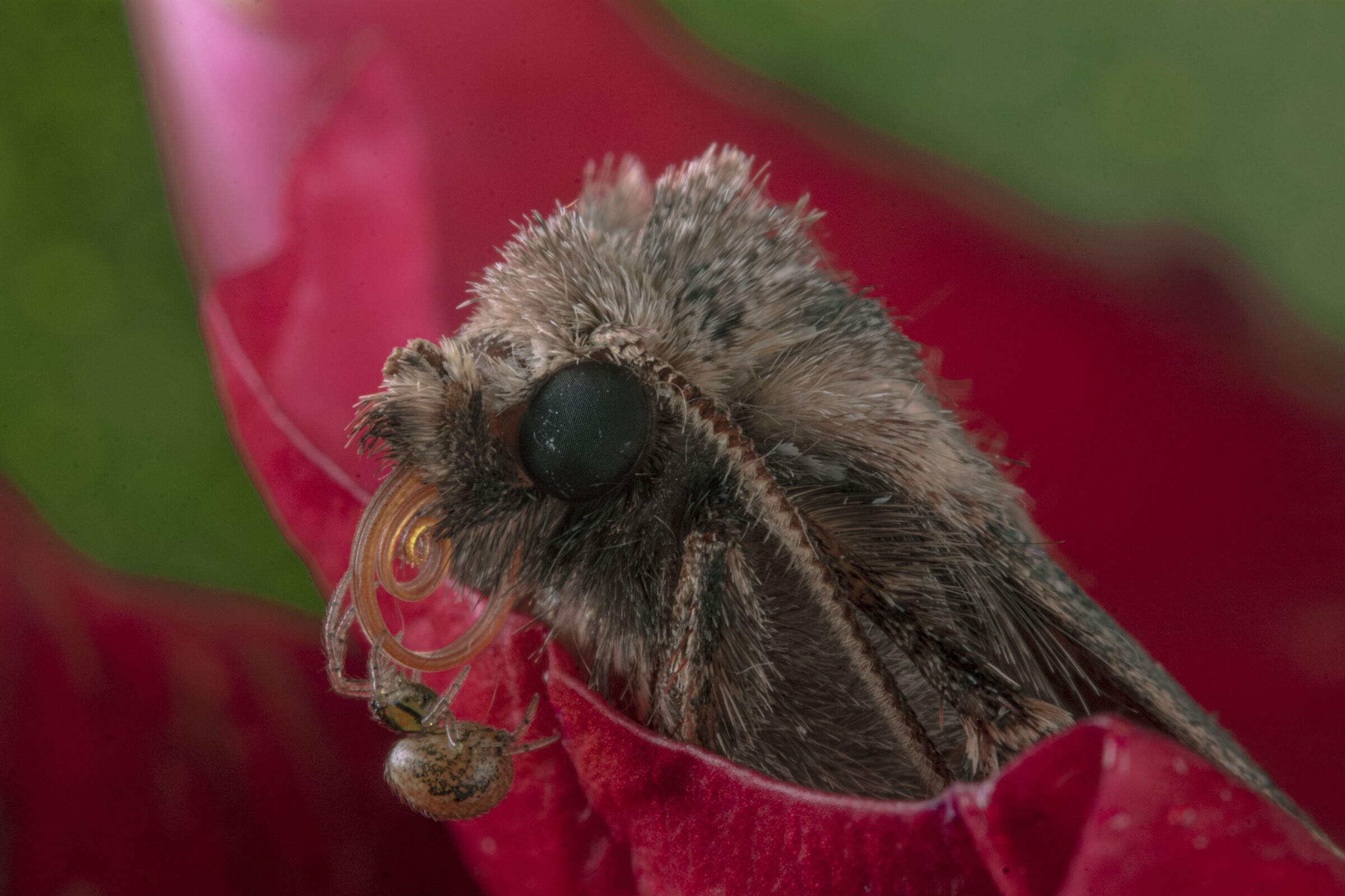 Il Lepidottero e il Ragnetto scalatore