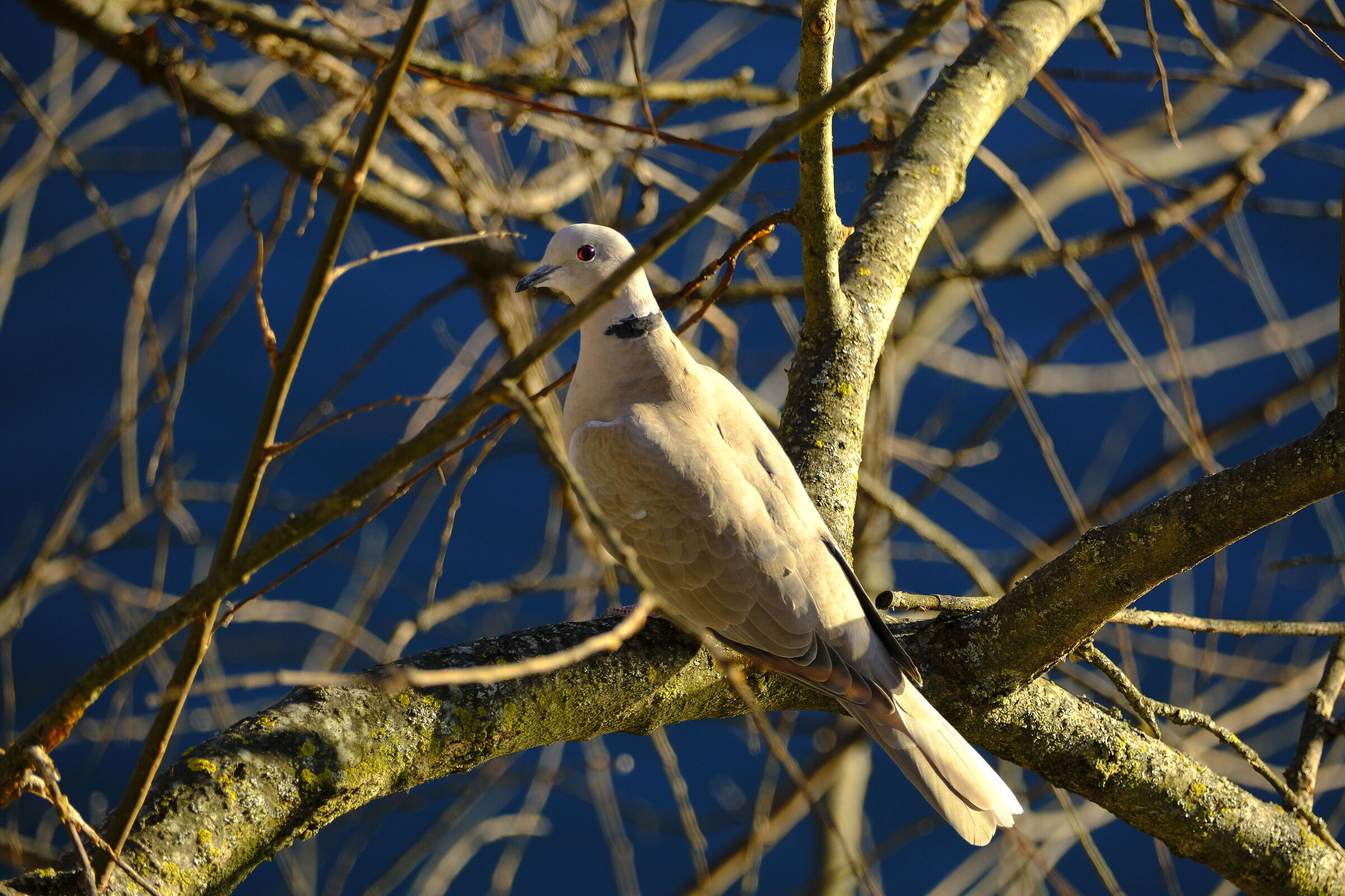Dove with amaranth eyes