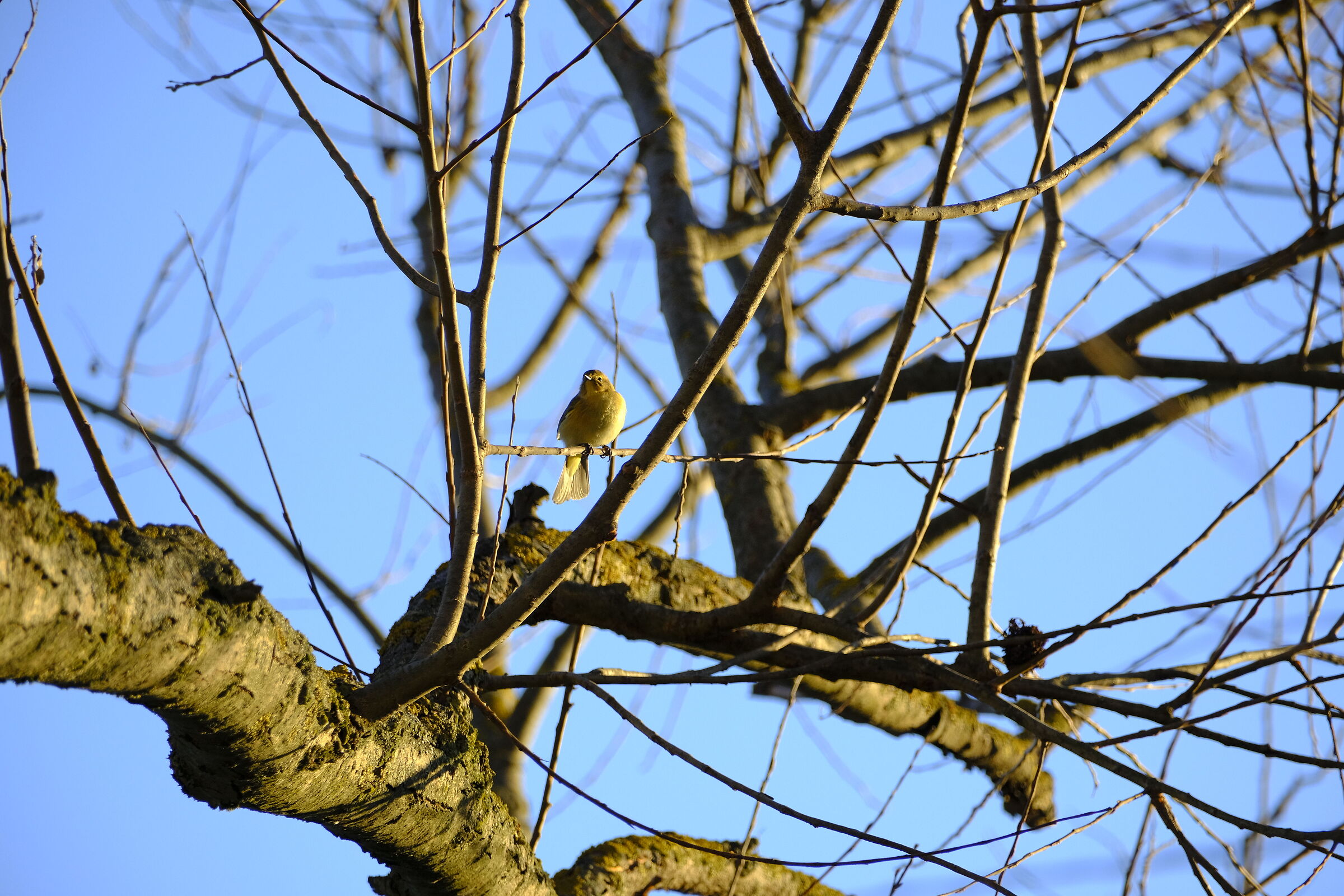 Perched on a branch