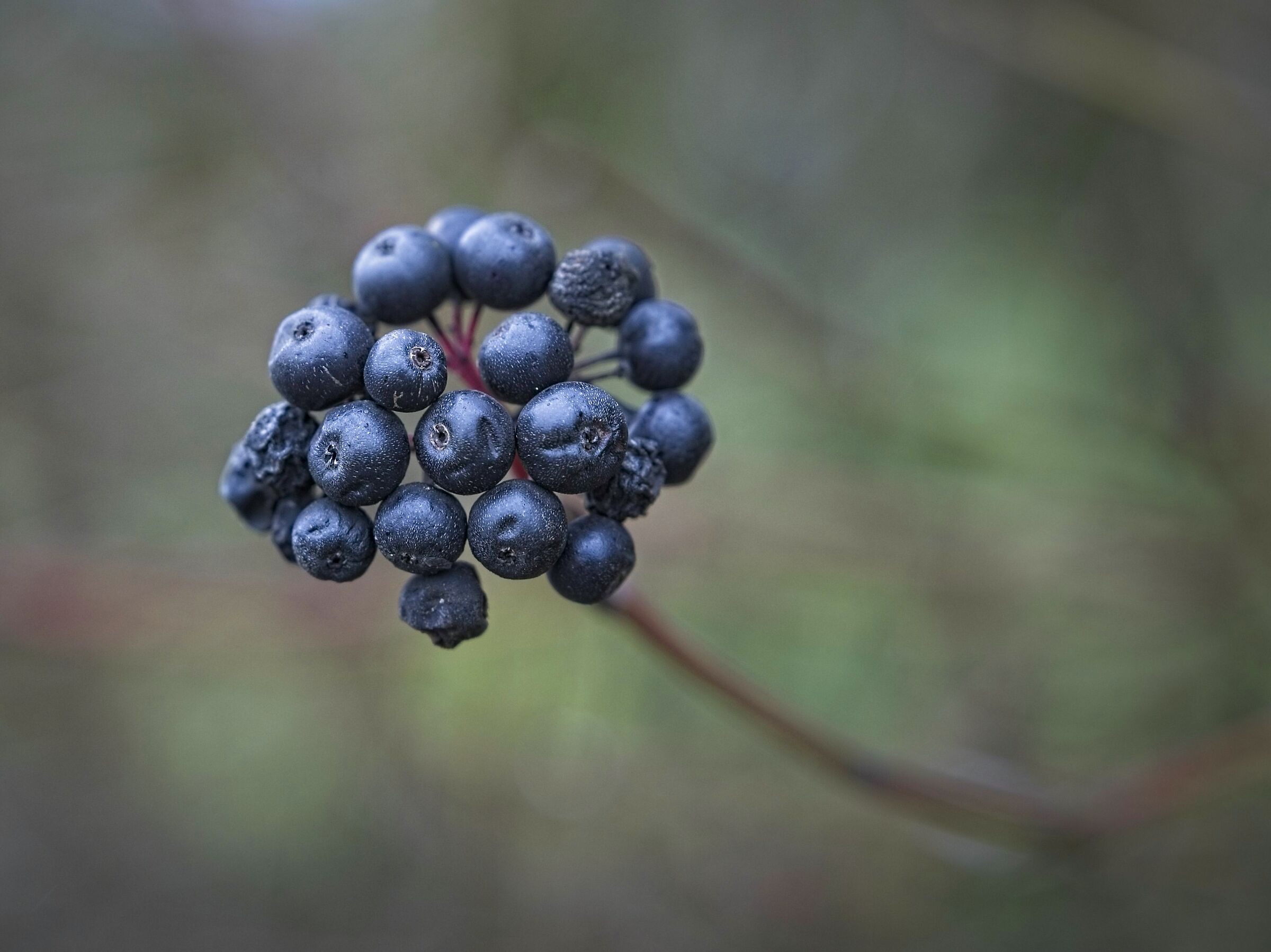 Cornus berries