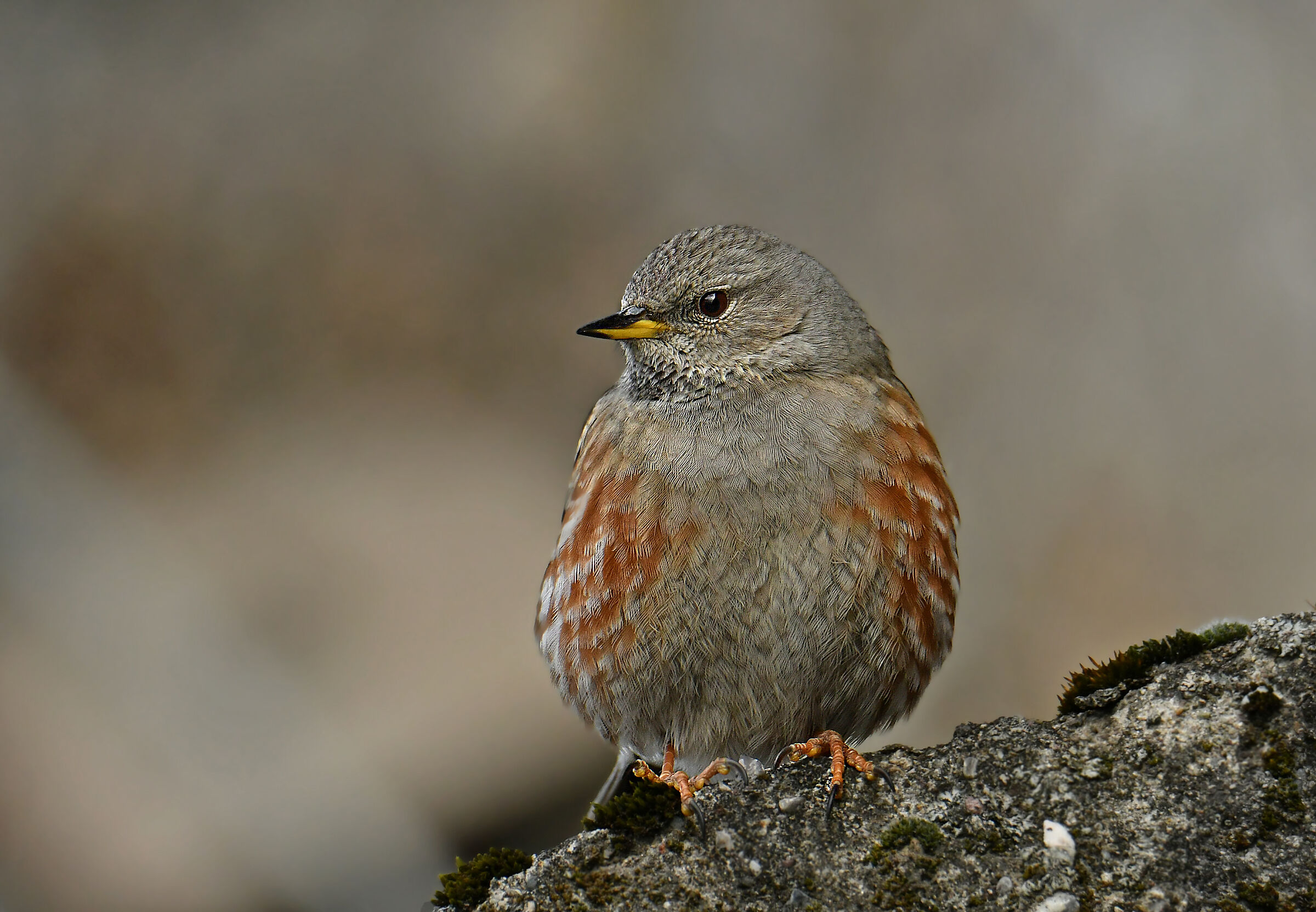 ALPINE ACCENTOR