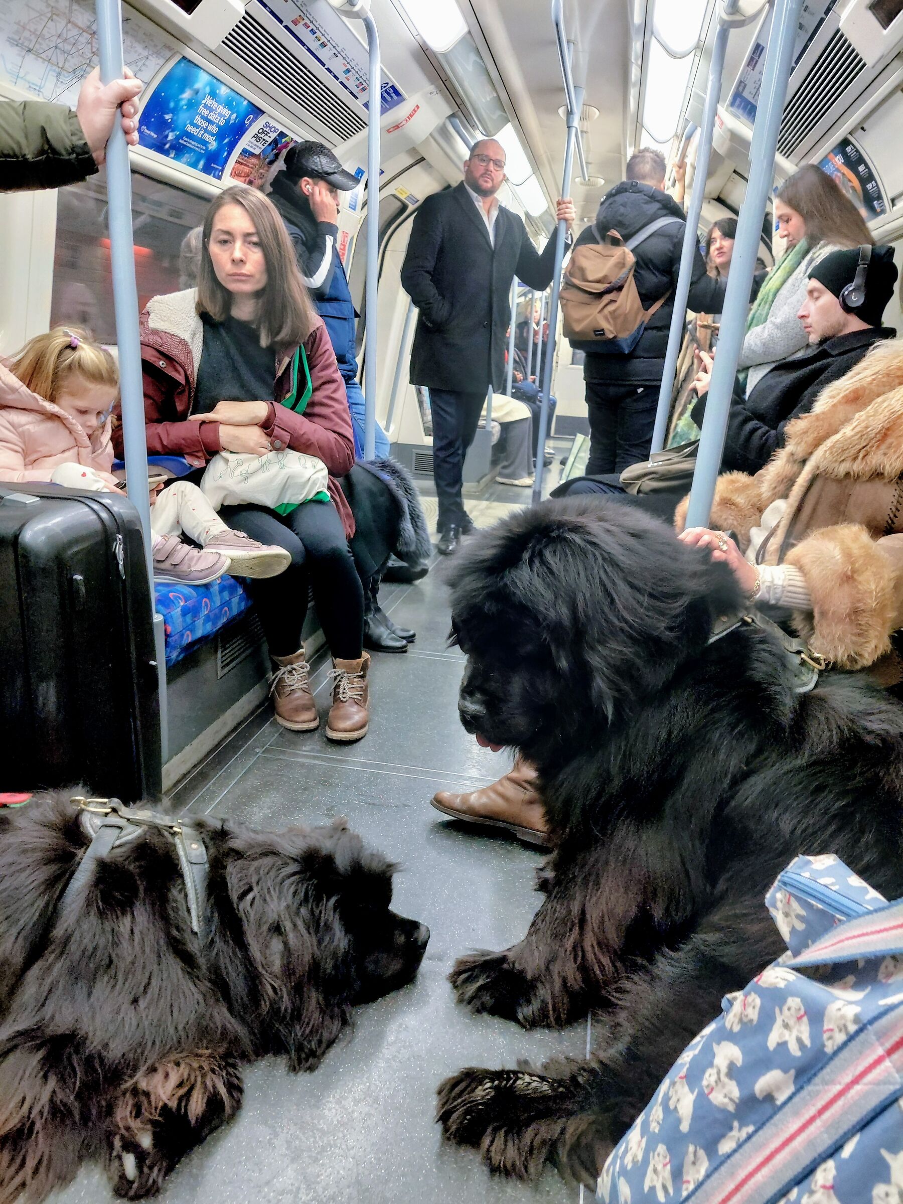 Cuccioloni on the subway