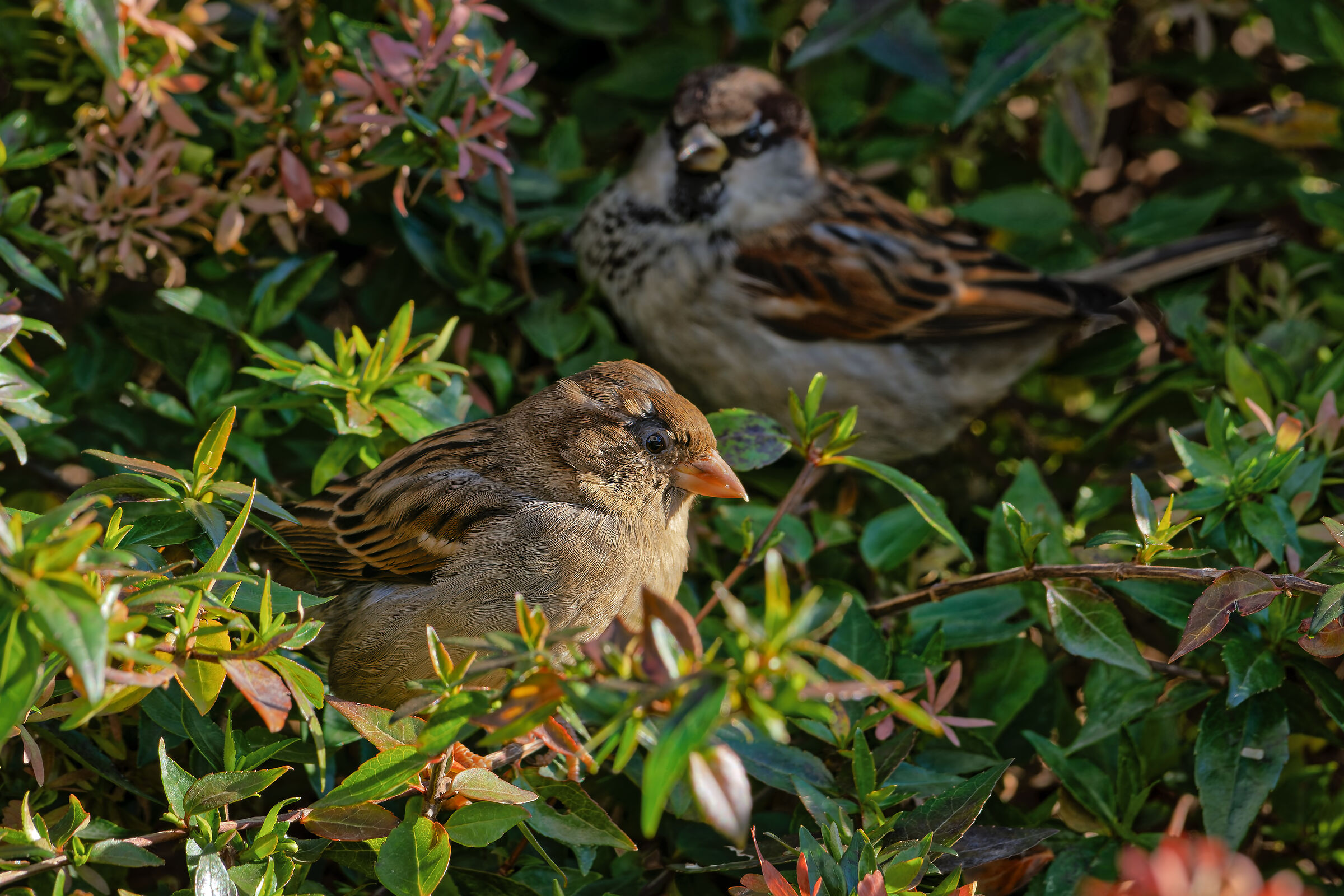 Italian sparrows