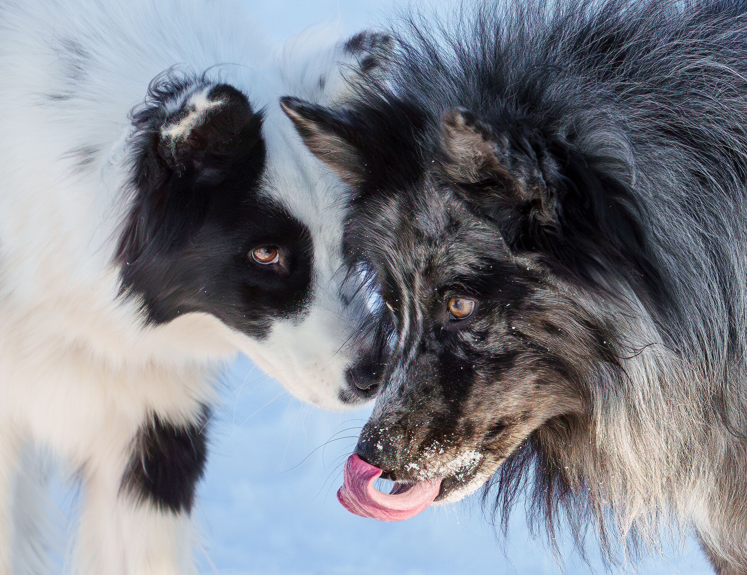 Higo e Dakota sulla neve