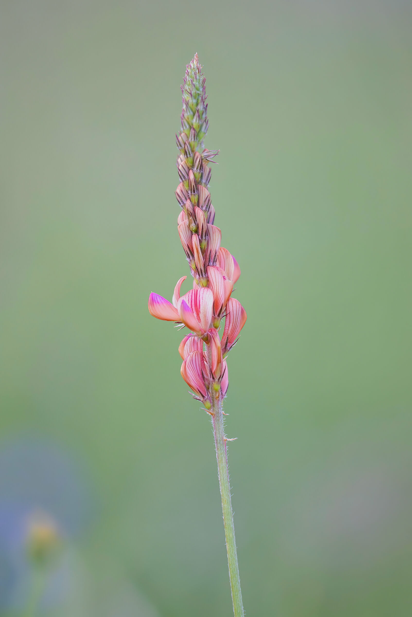 Sainfoin