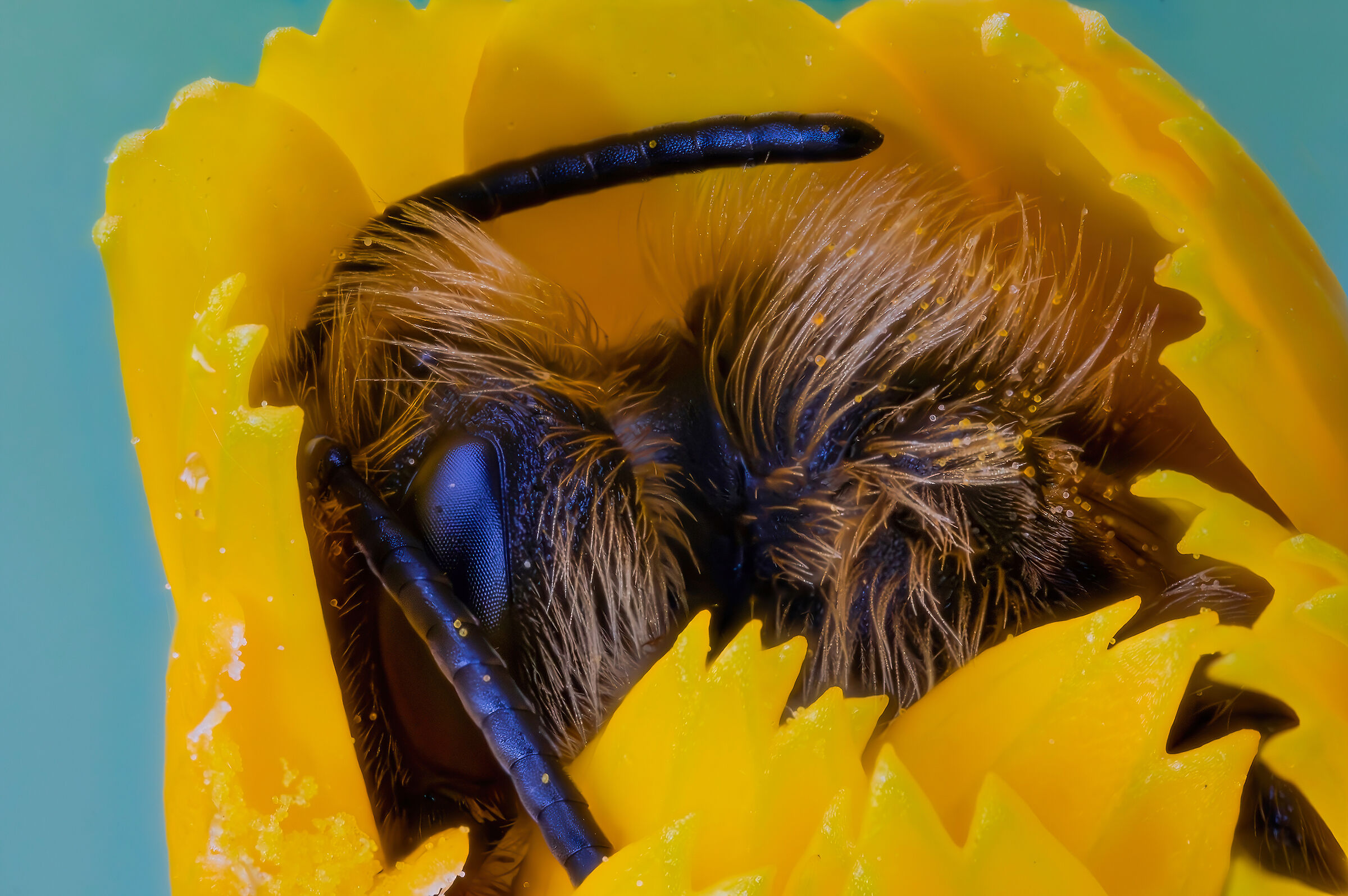 Under the covers of a buttercup