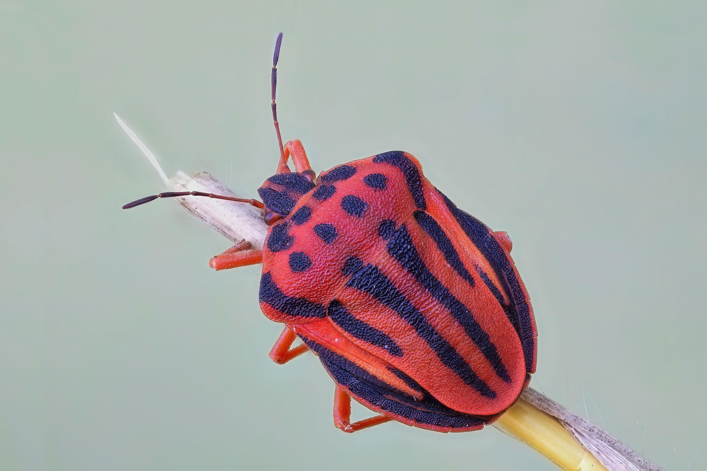 Graphosoma semipunctatum