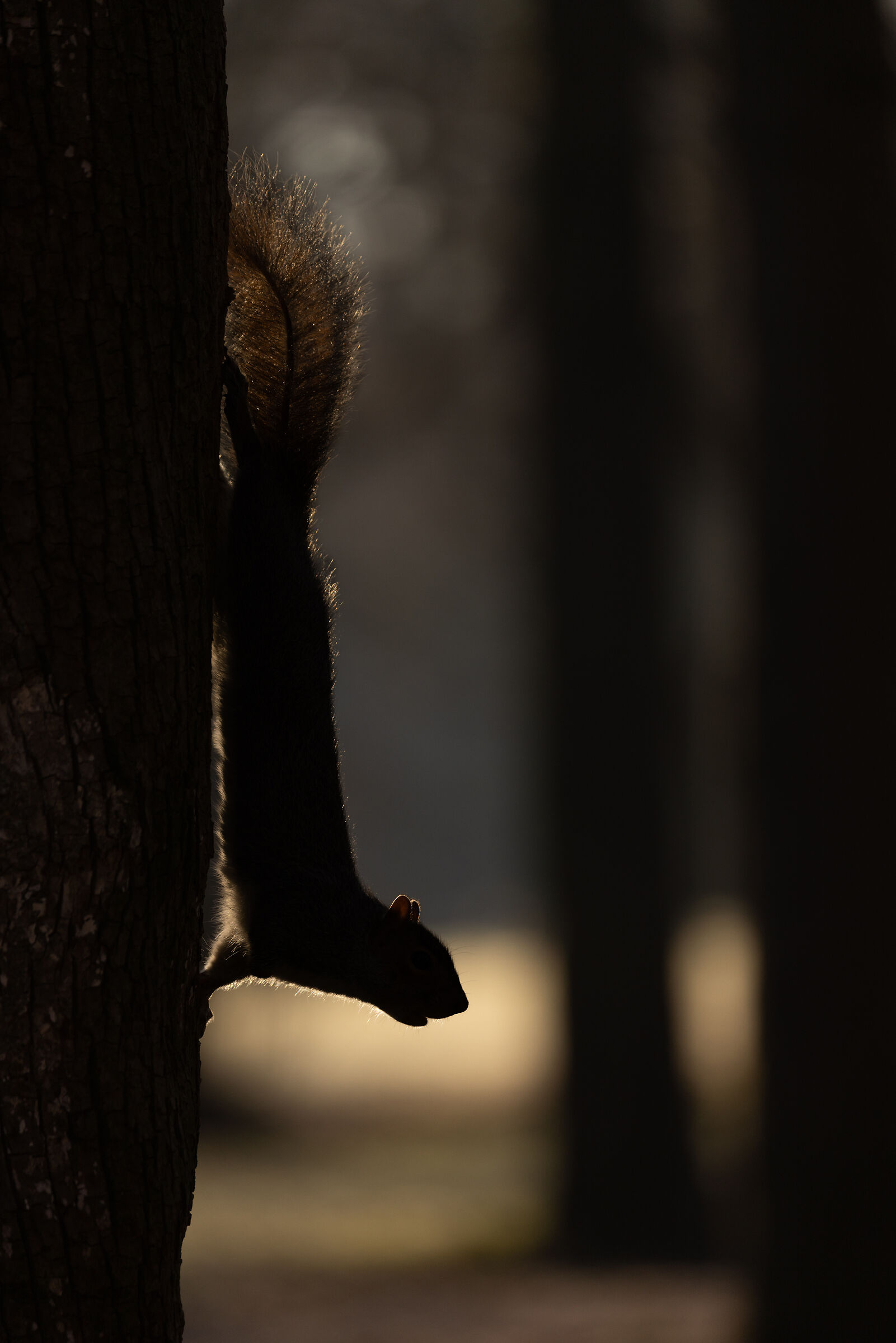 Scoiattolo in controluce