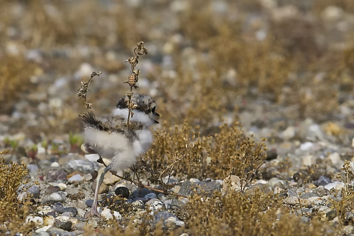 Sono Harley..vedi le mie bandiere?