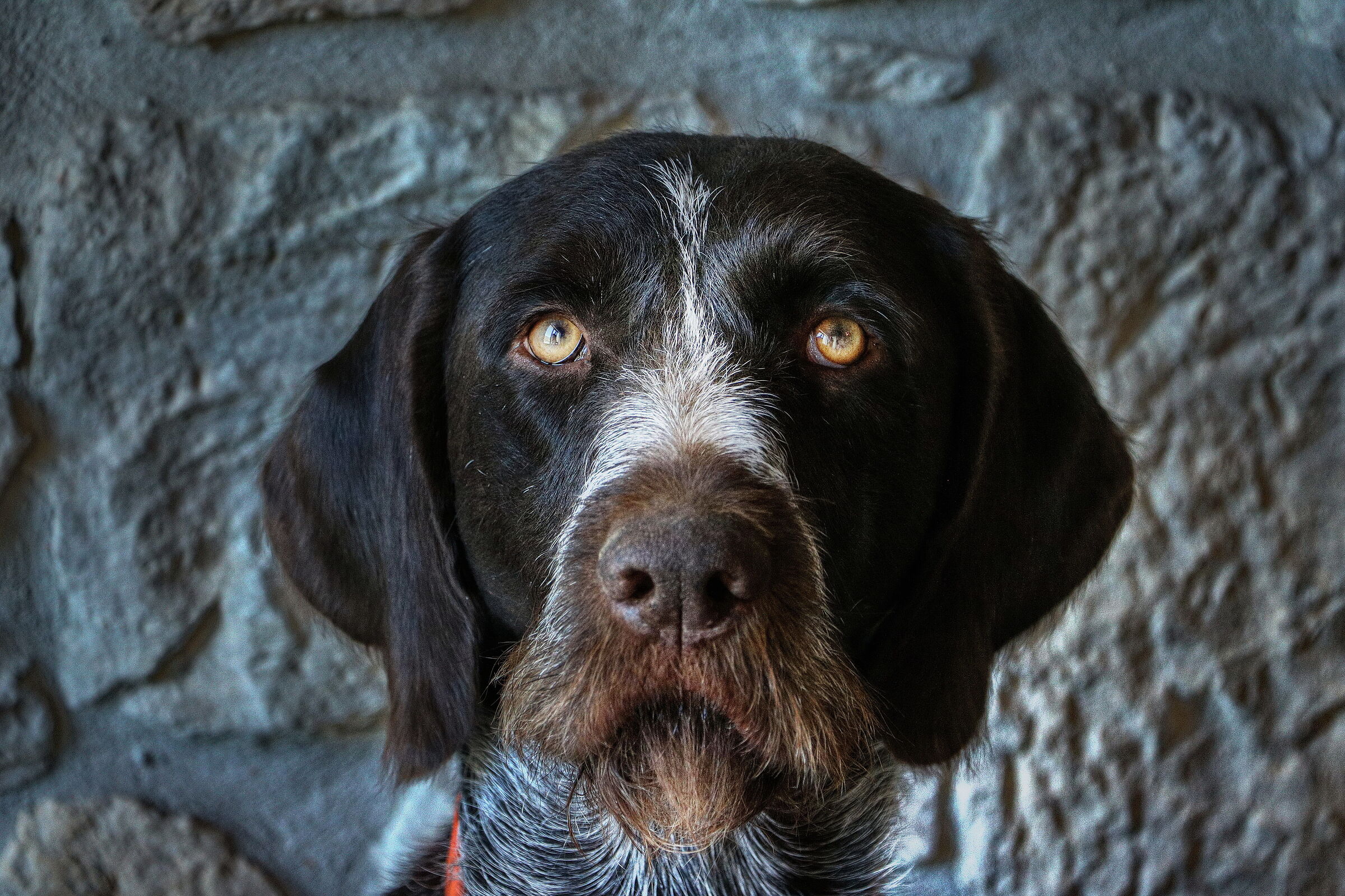 elementary... Watson