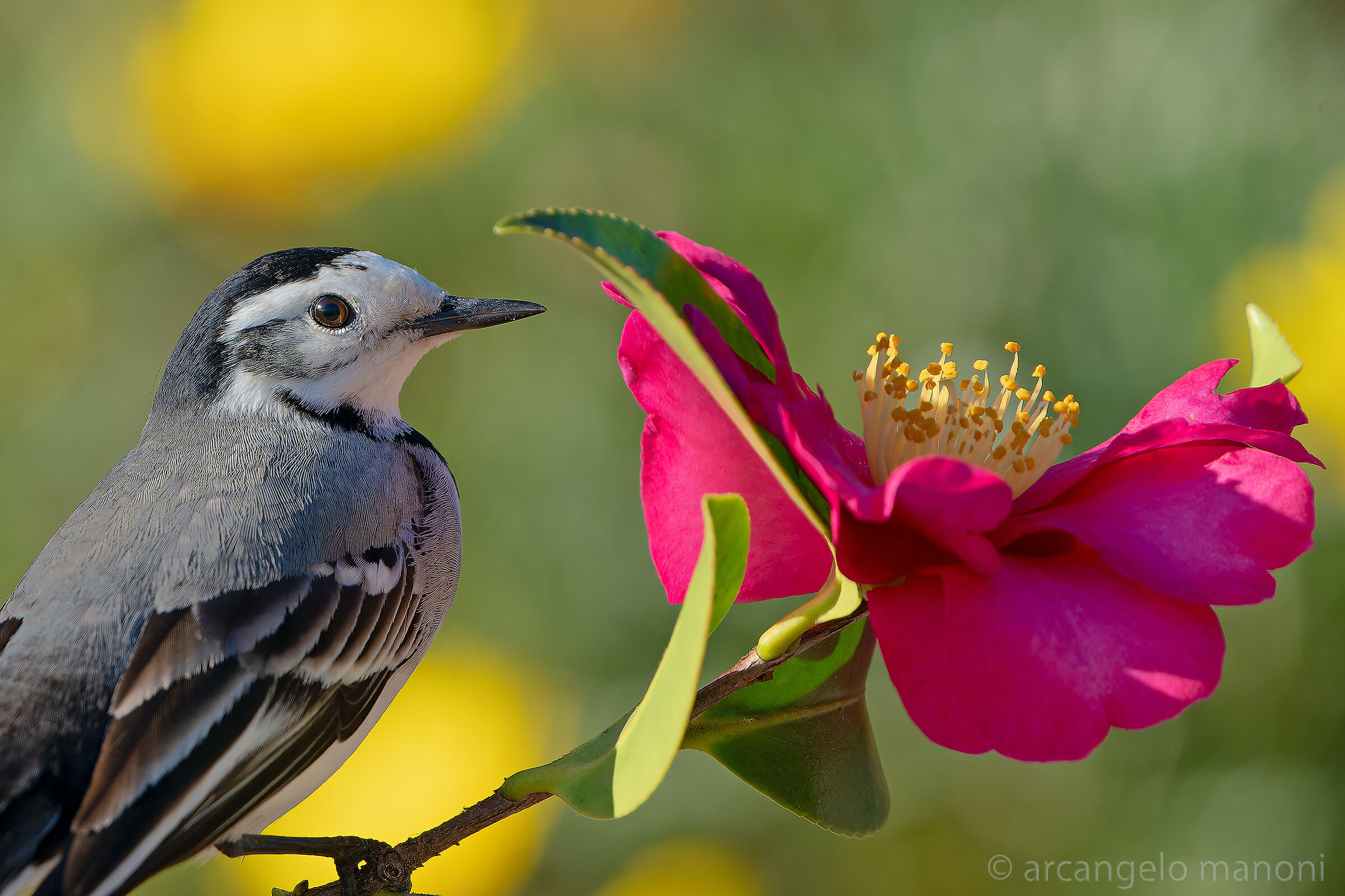 Contrasts between fauna and flora