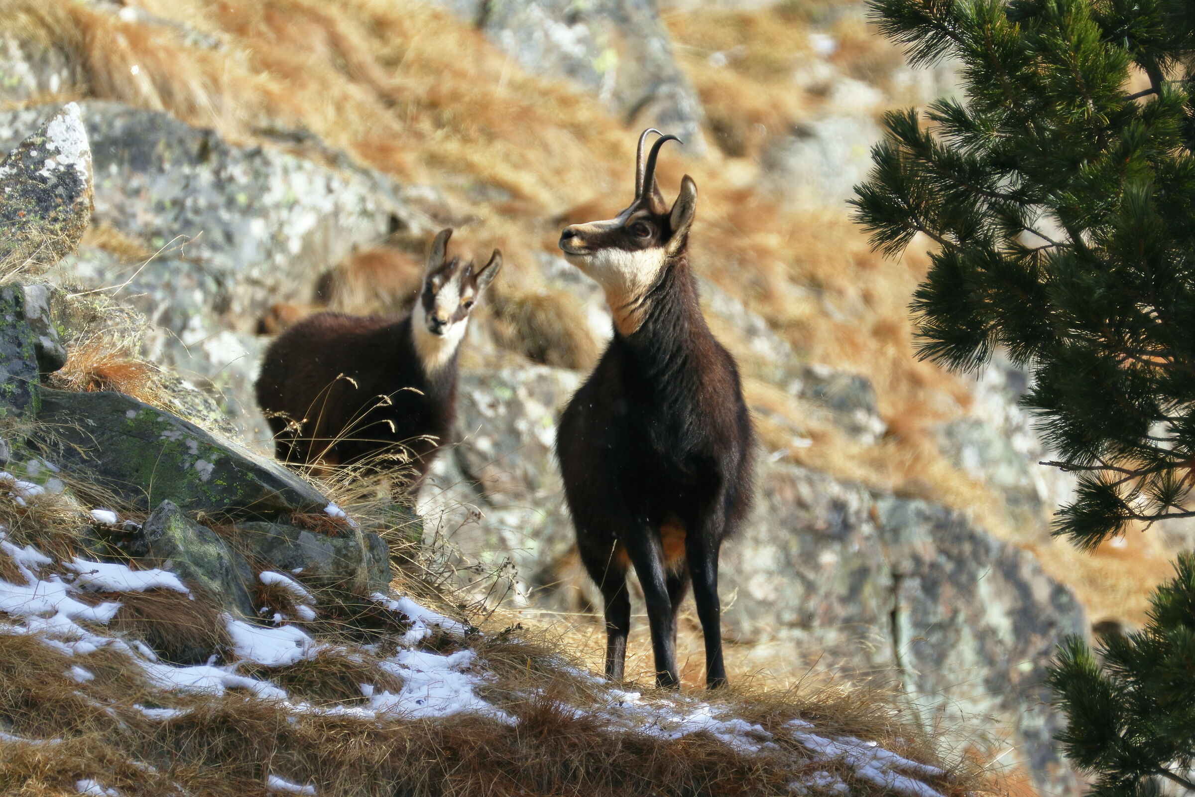 Chamois.