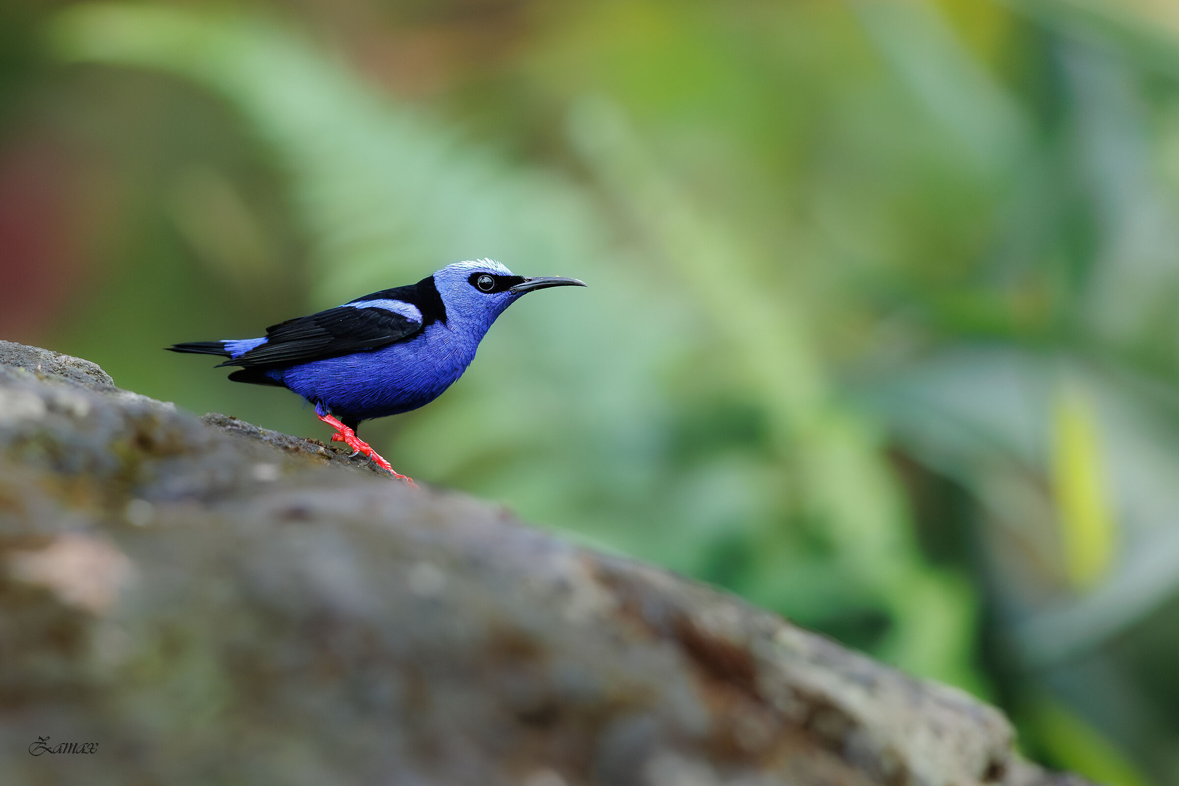 Red-Legged Honeycreeper