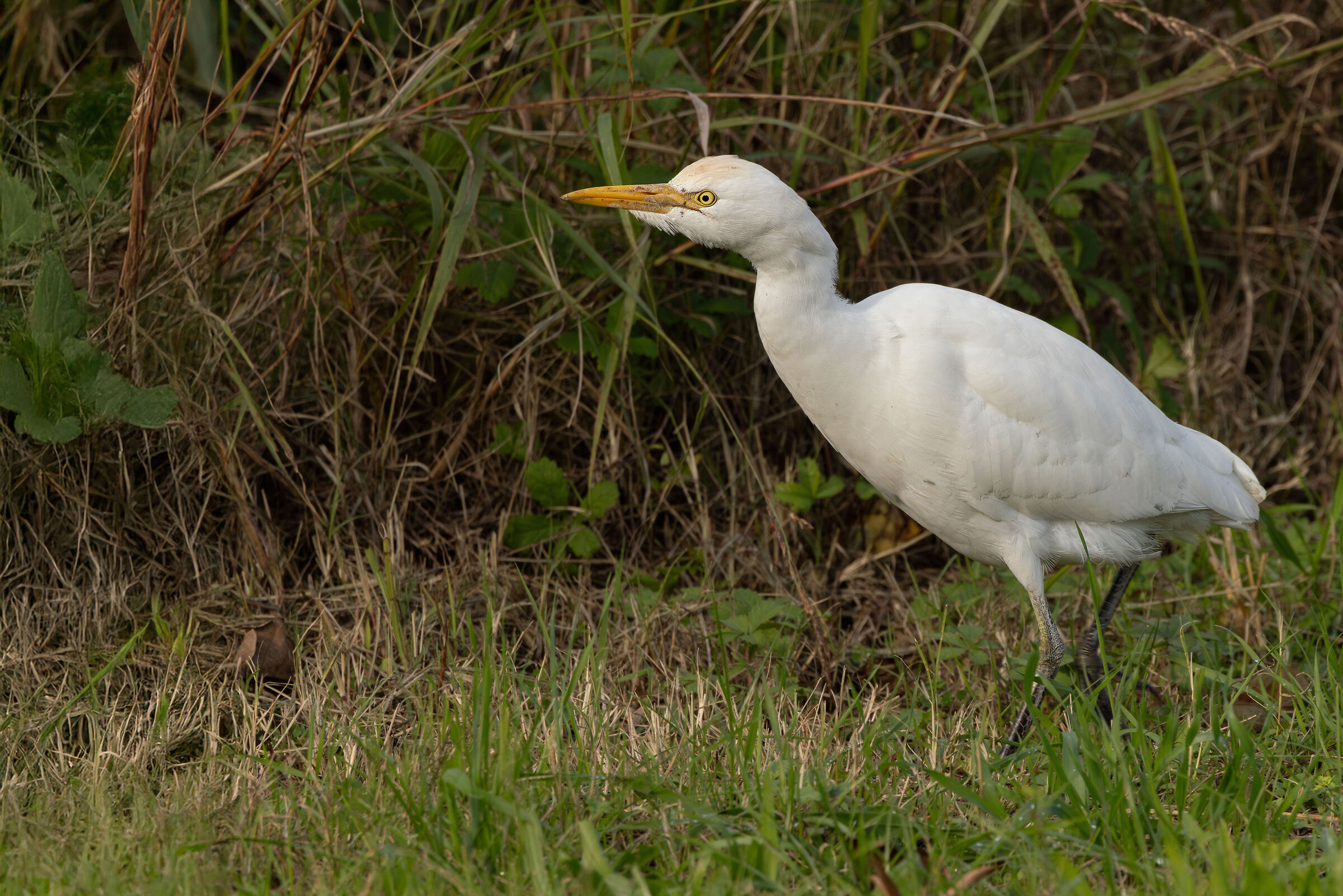 Airone guardabuoi (Bubulcus ibis)