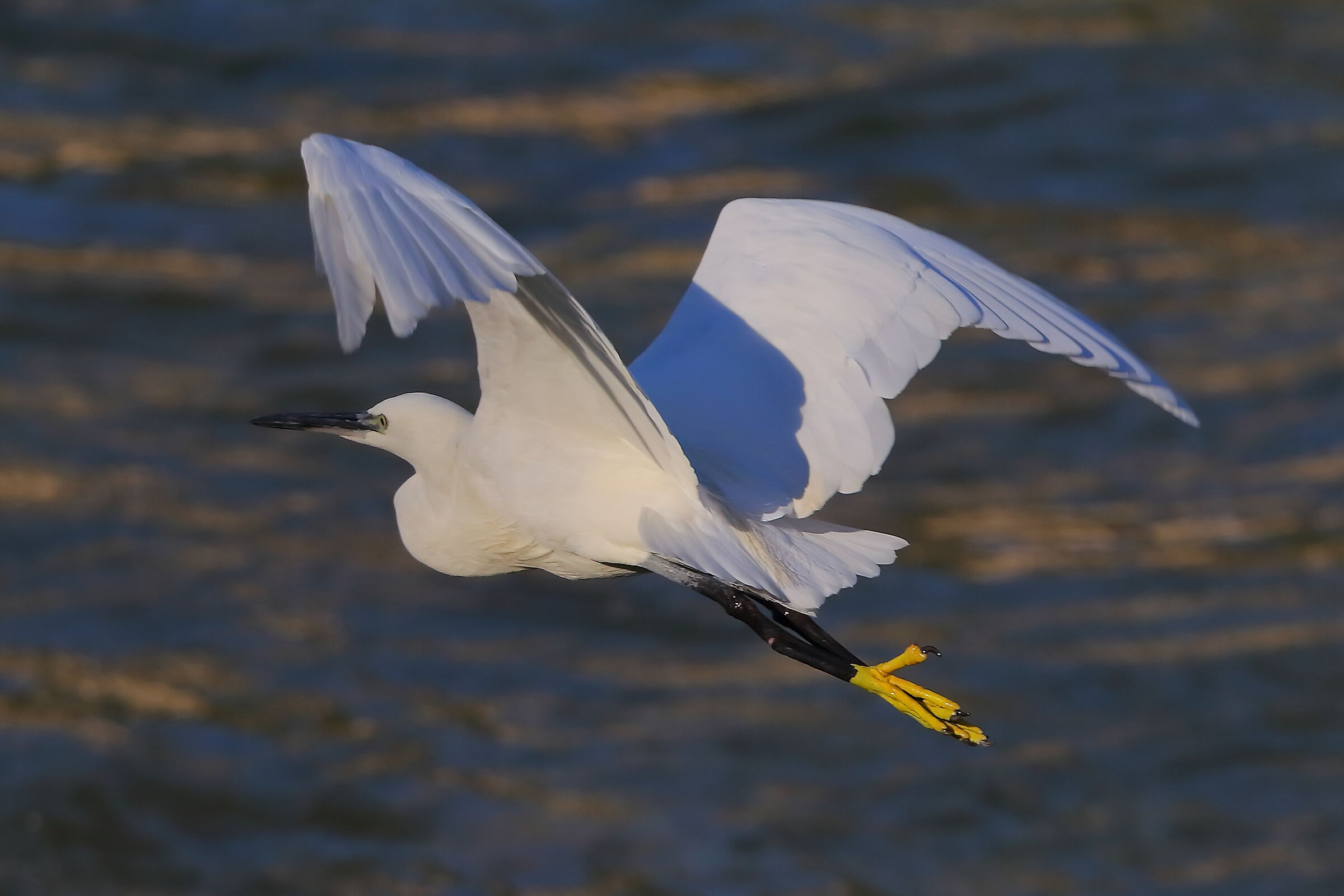 Garzetta settembre 2024 - 0489